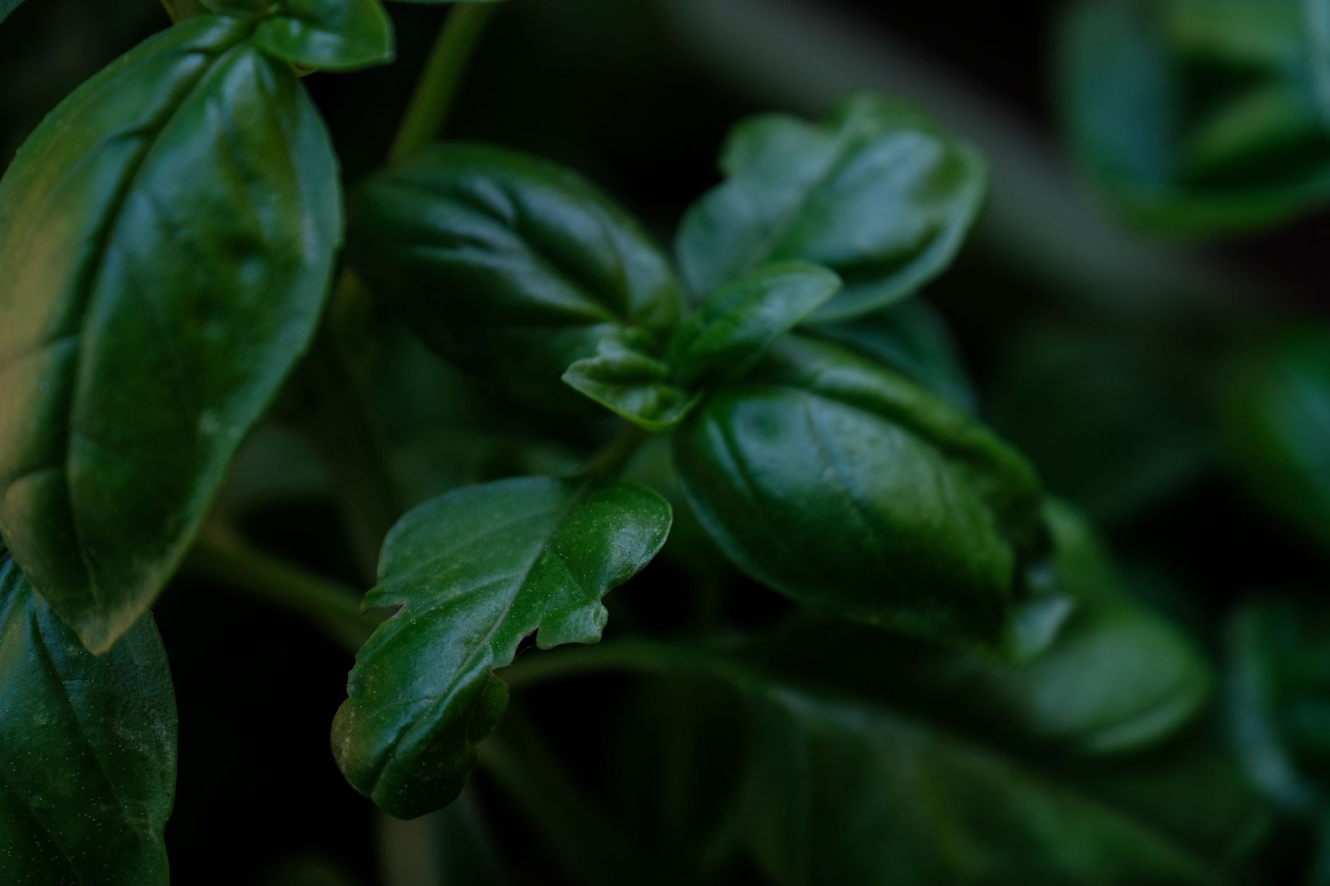 Basil troubleshooting