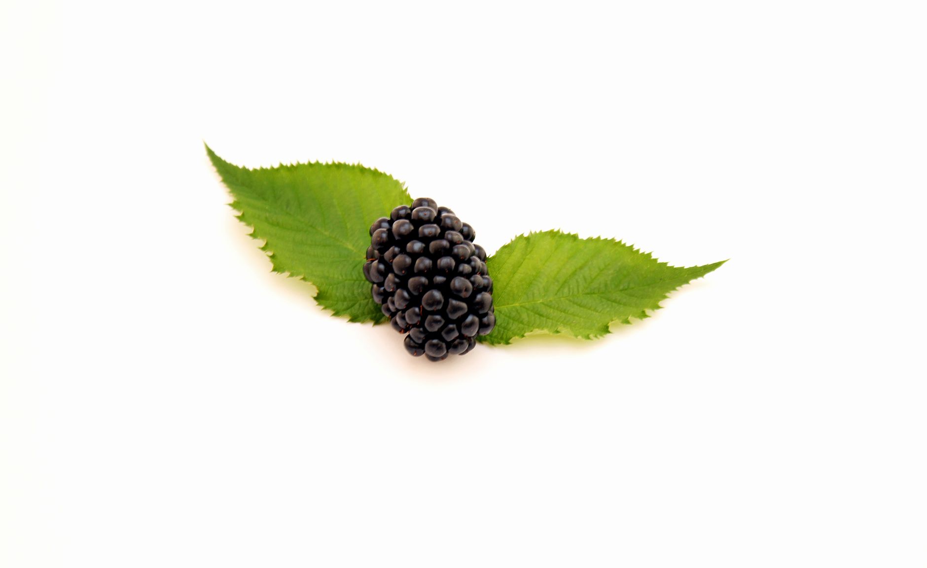 Blackberry varieties