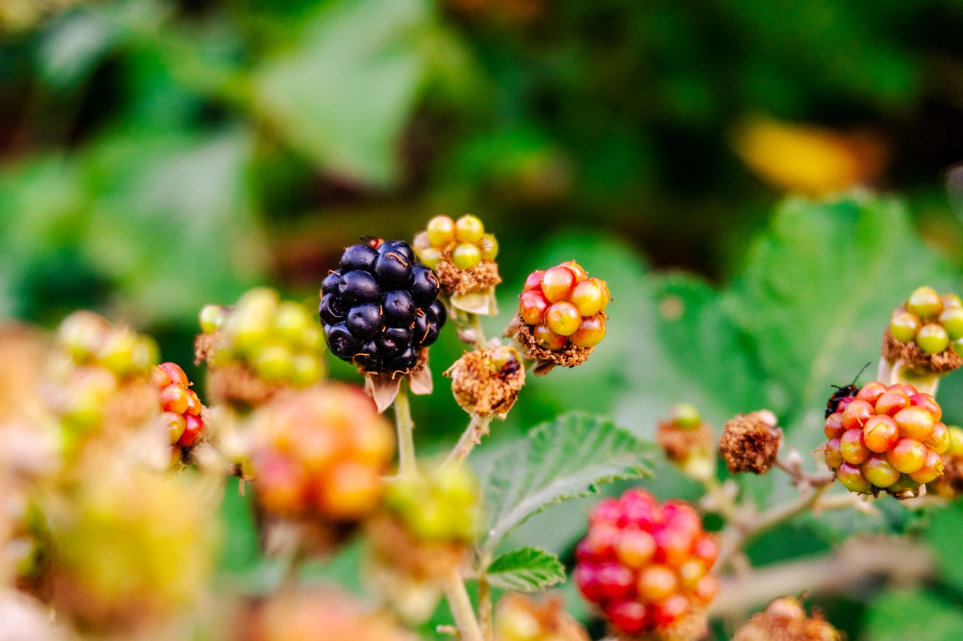Blackberry planting site