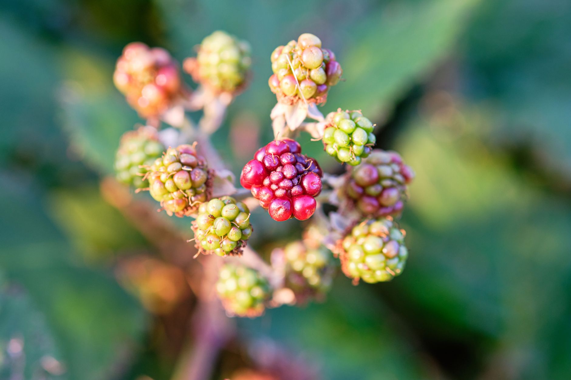 Fertilizing blackberries