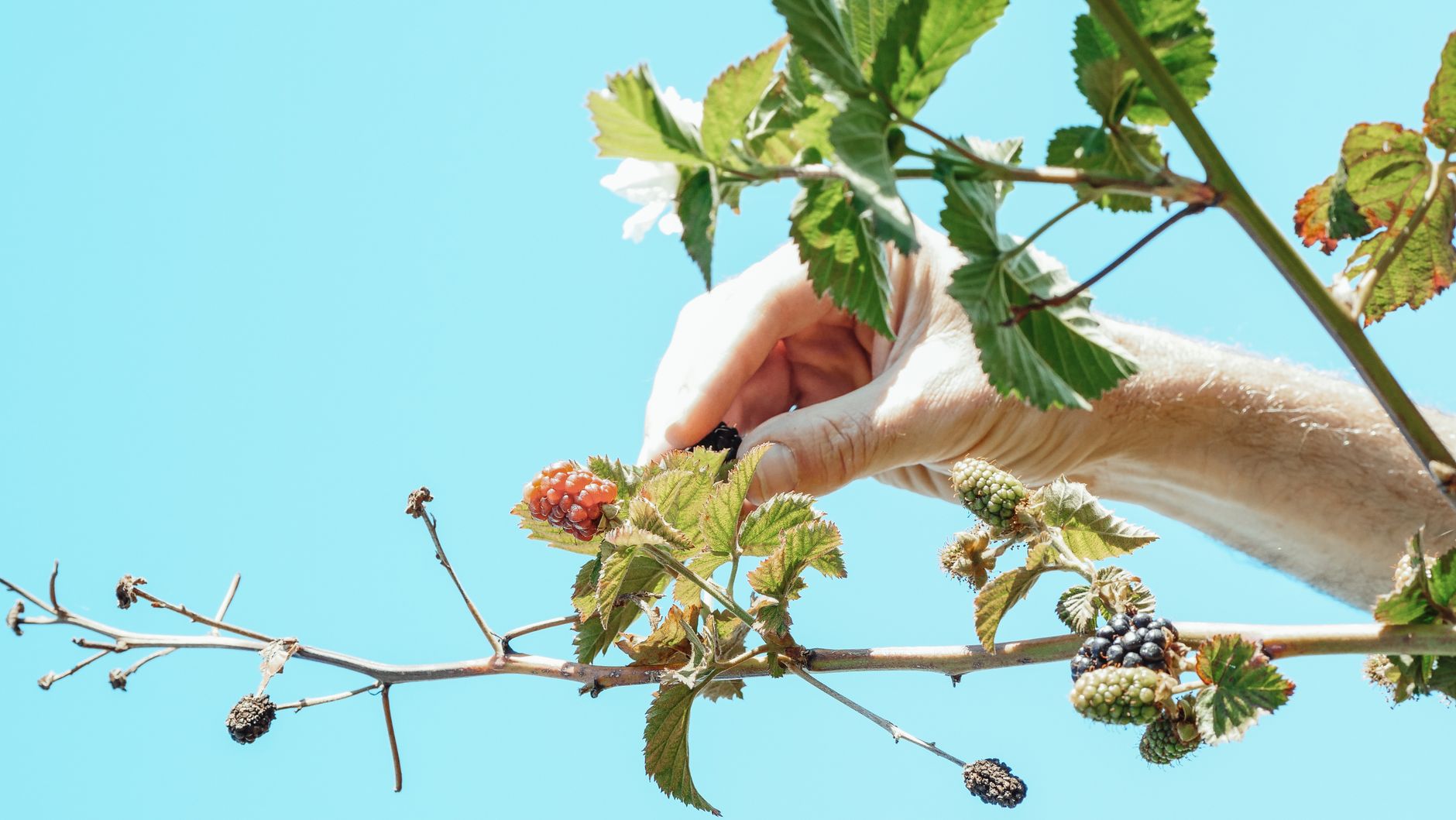 Blackberry pest protection