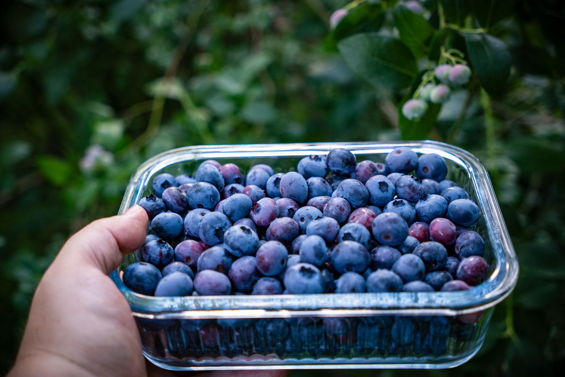 Blueberry varieties