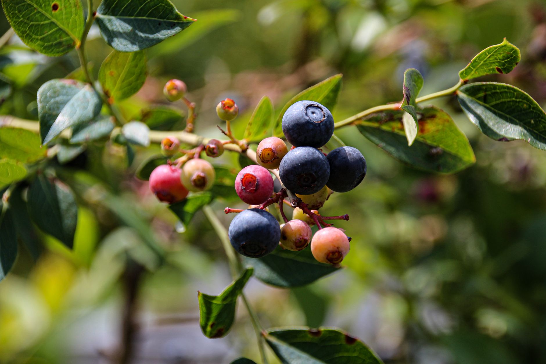 Planting blueberries