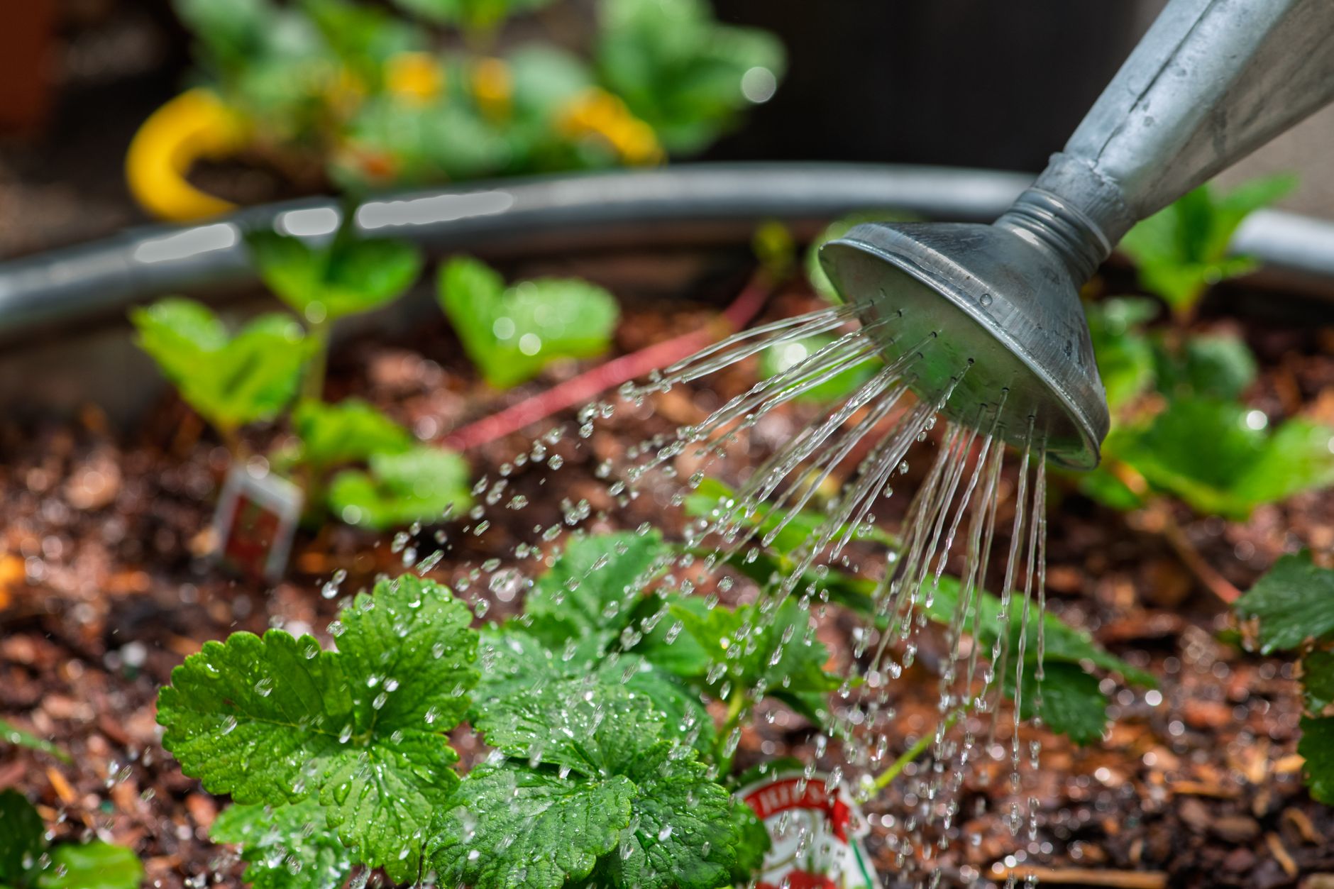 Watering and mulching