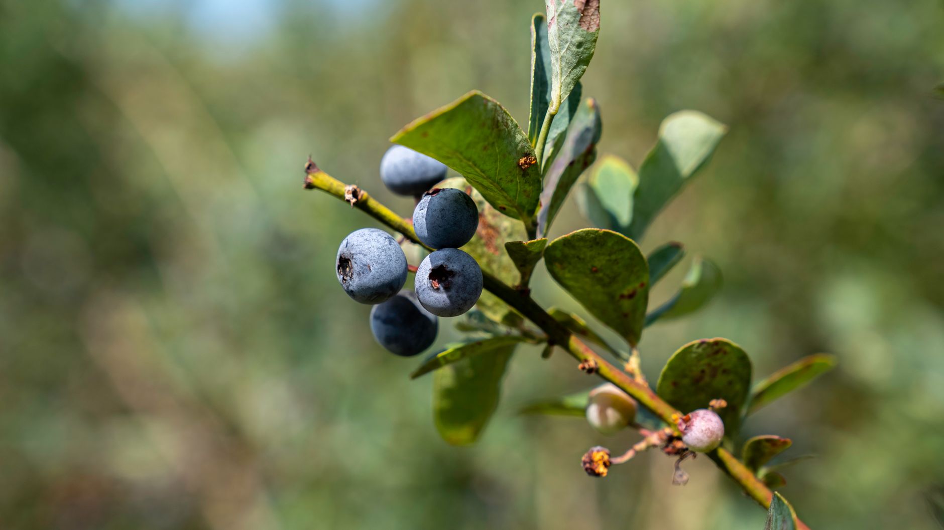 Fertilizing blueberries