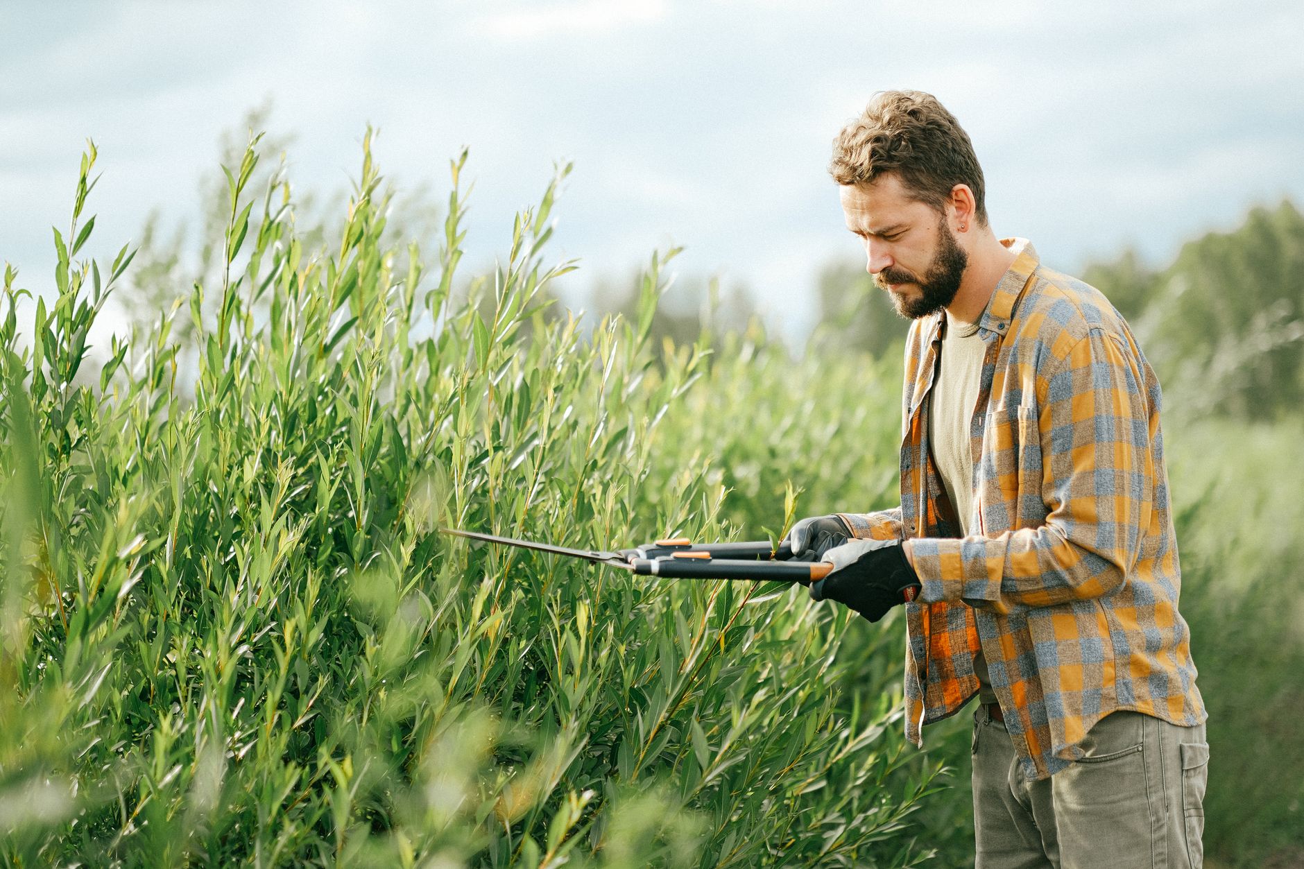 Pruning blueberries