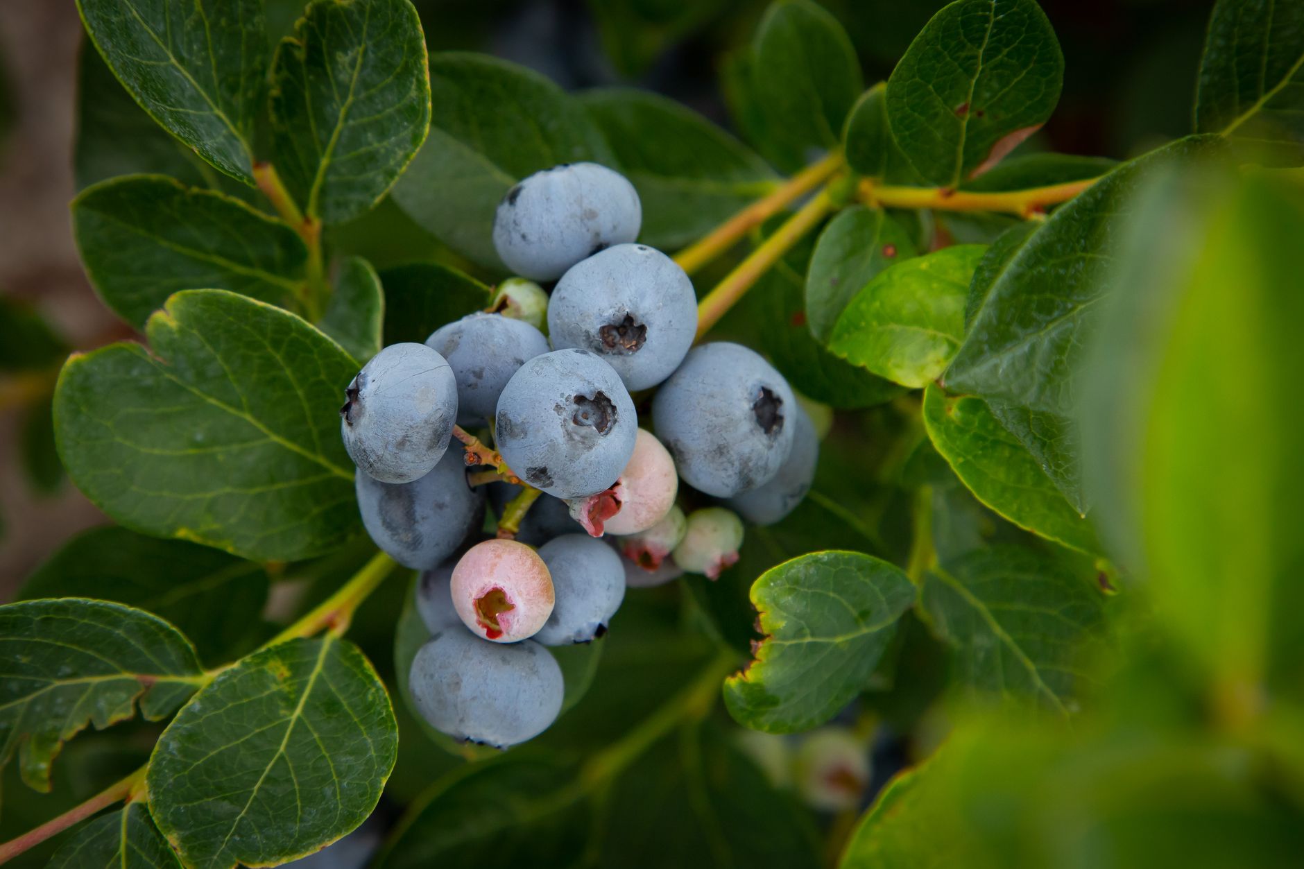 Harvesting blueberries