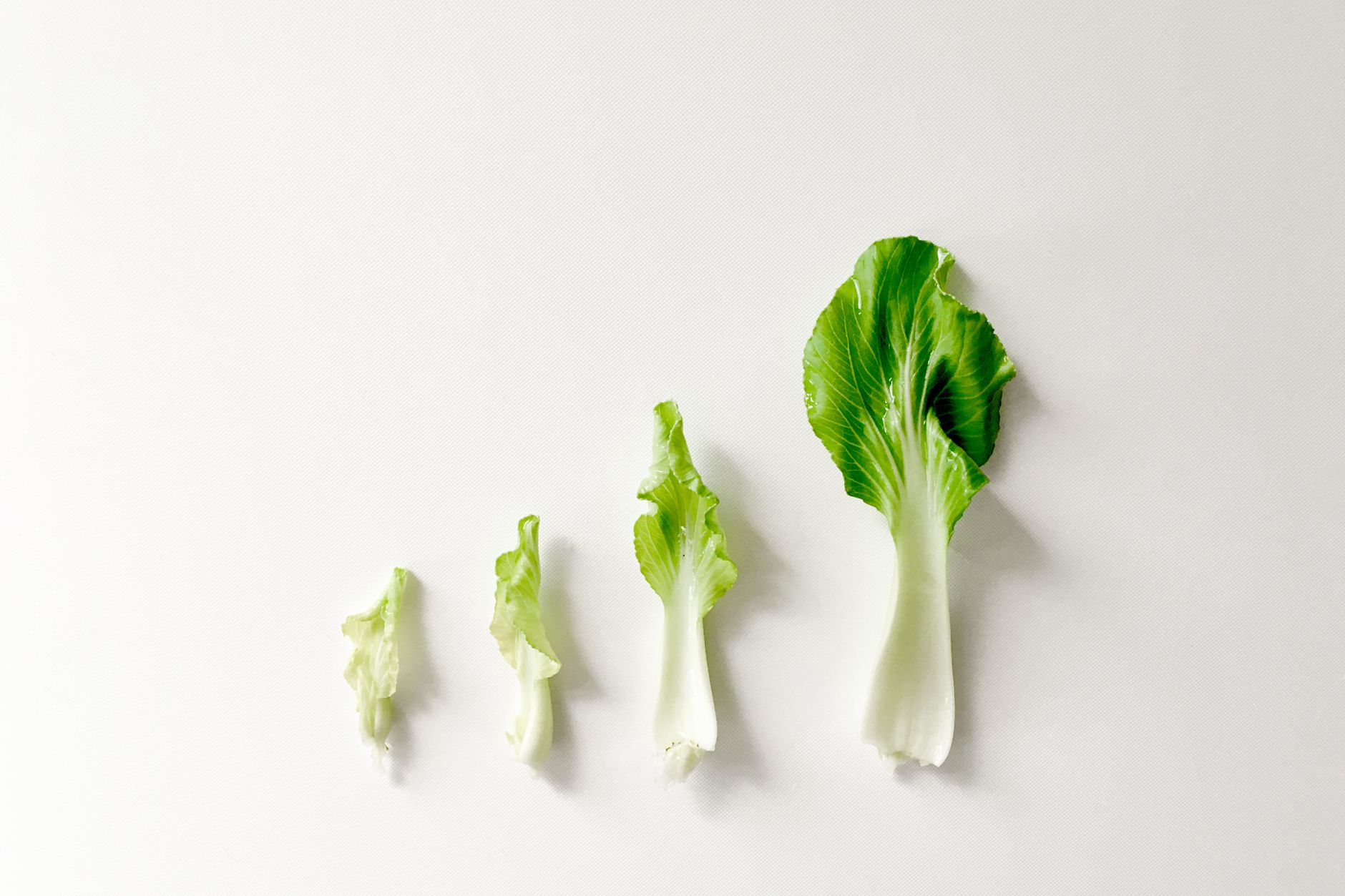 Watering bok choy consistently