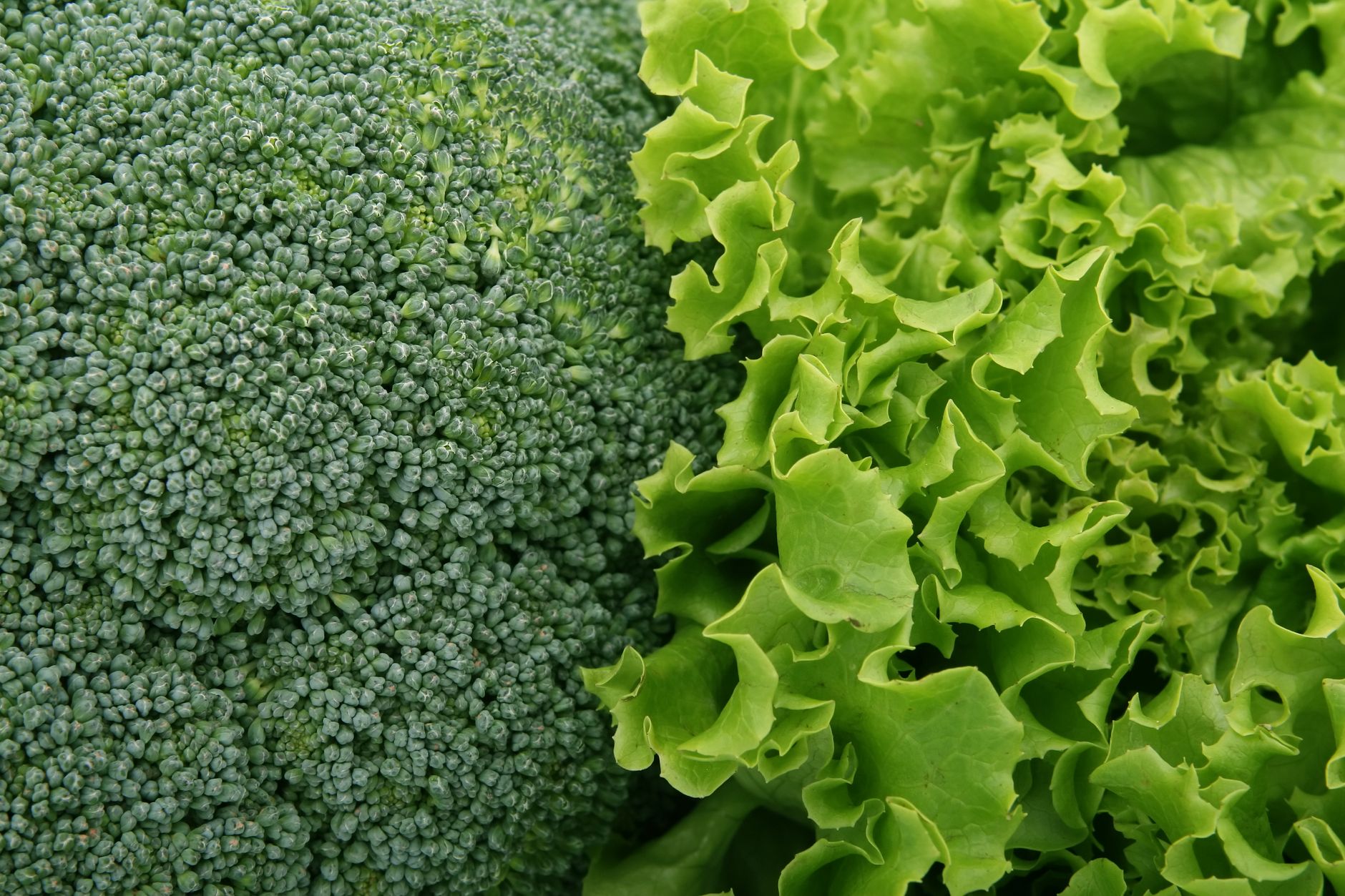 How to Grow Broccoli