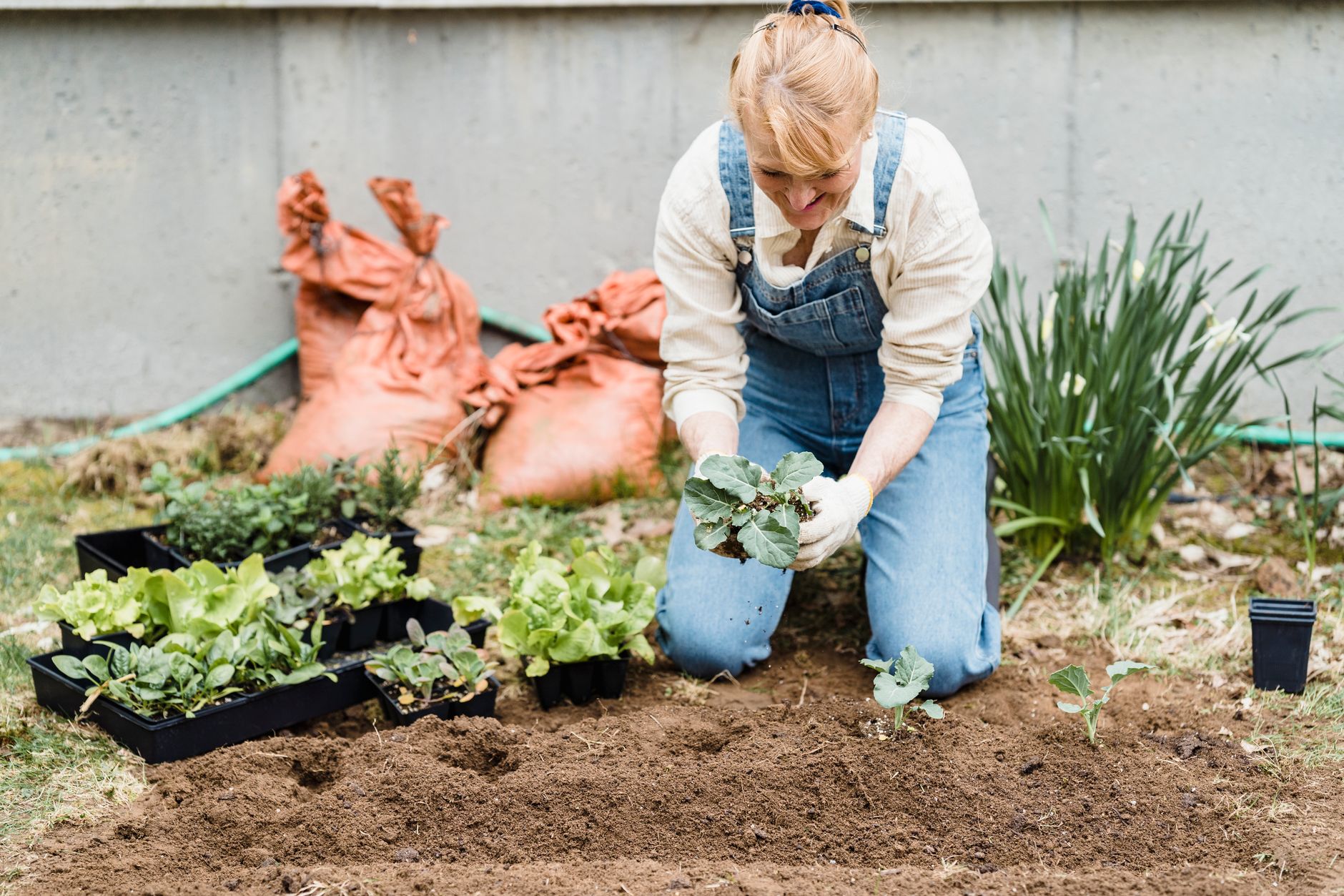 Broccoli seedlings in early spring