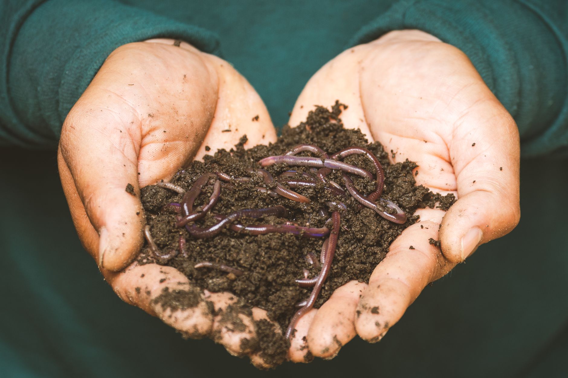 Adding compost to garden soil