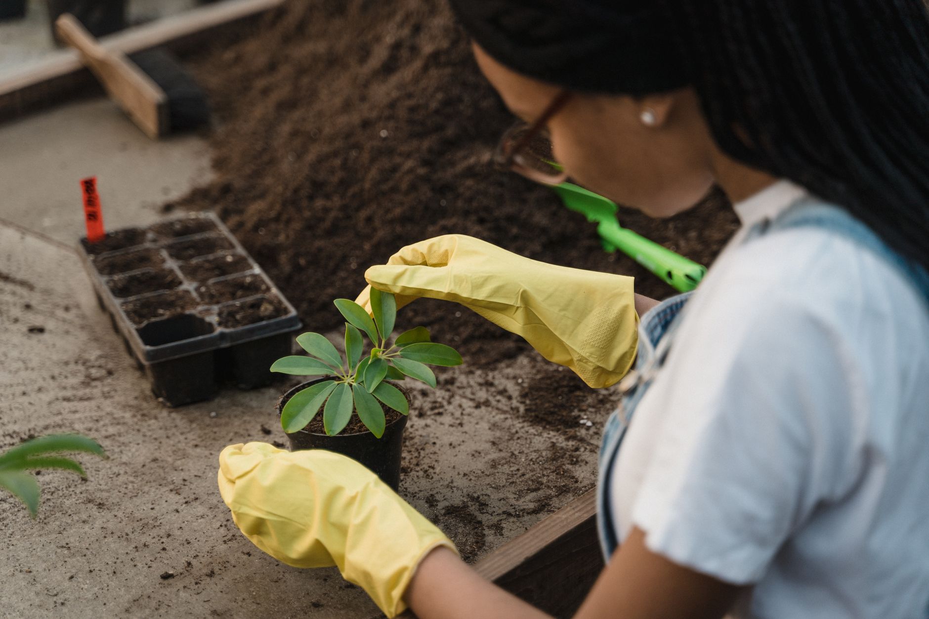Transplanting a broccoli seedling