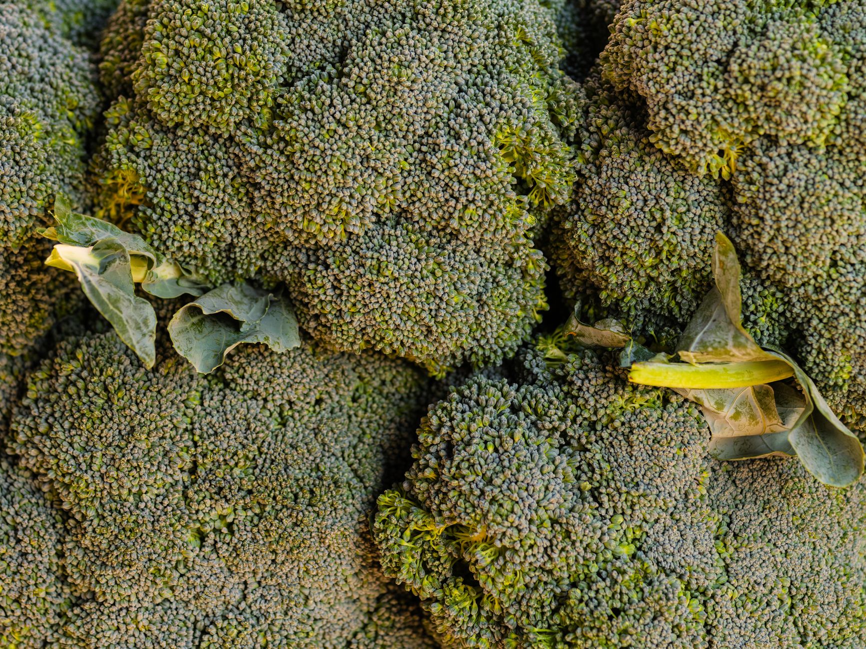 Pest damage on broccoli leaves