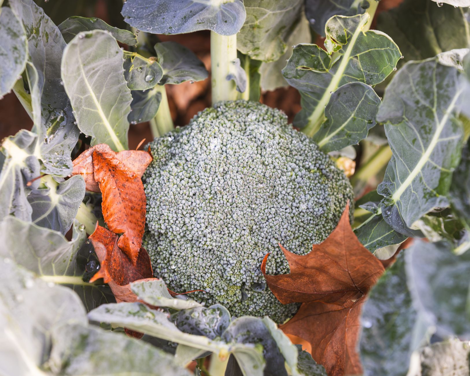 Harvesting a broccoli head