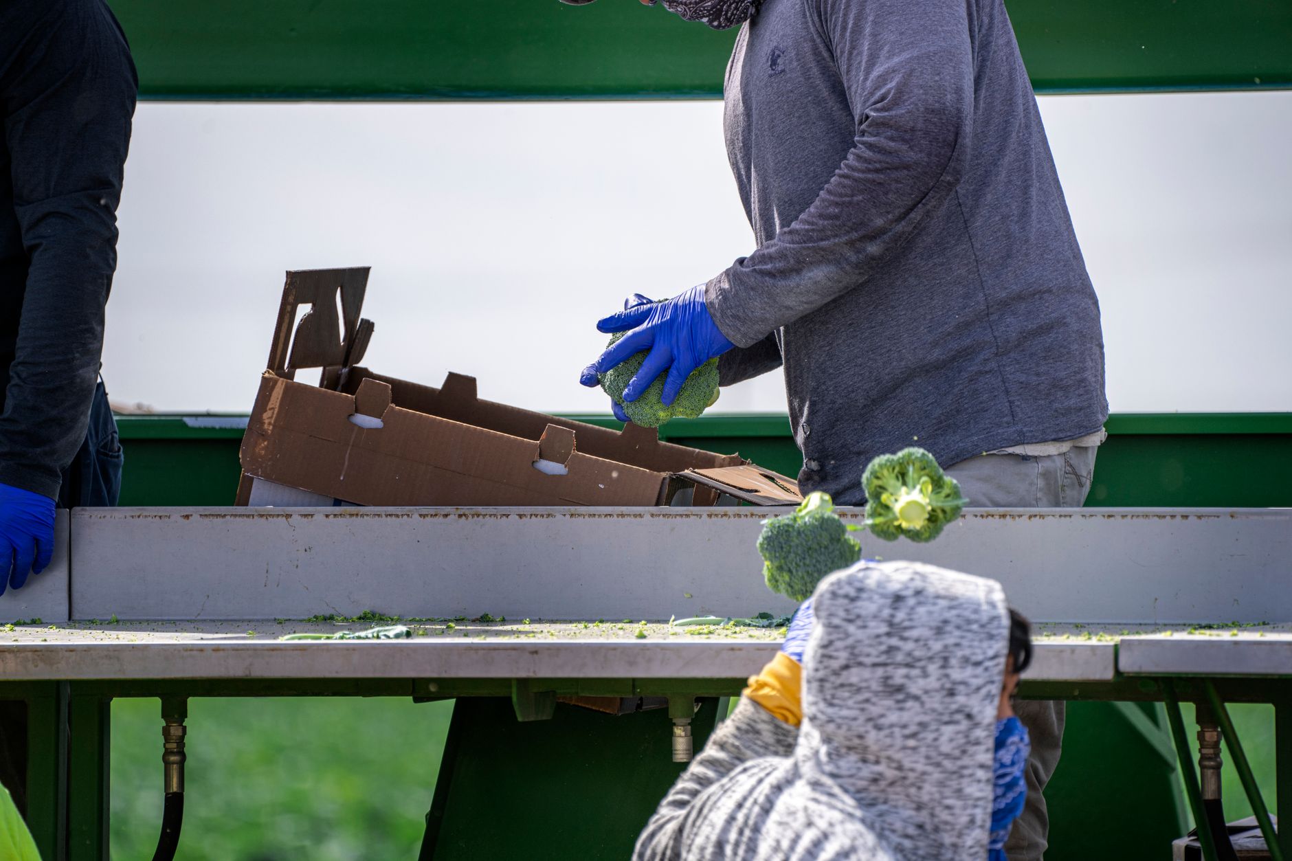 Broccoli side shoots after main harvest