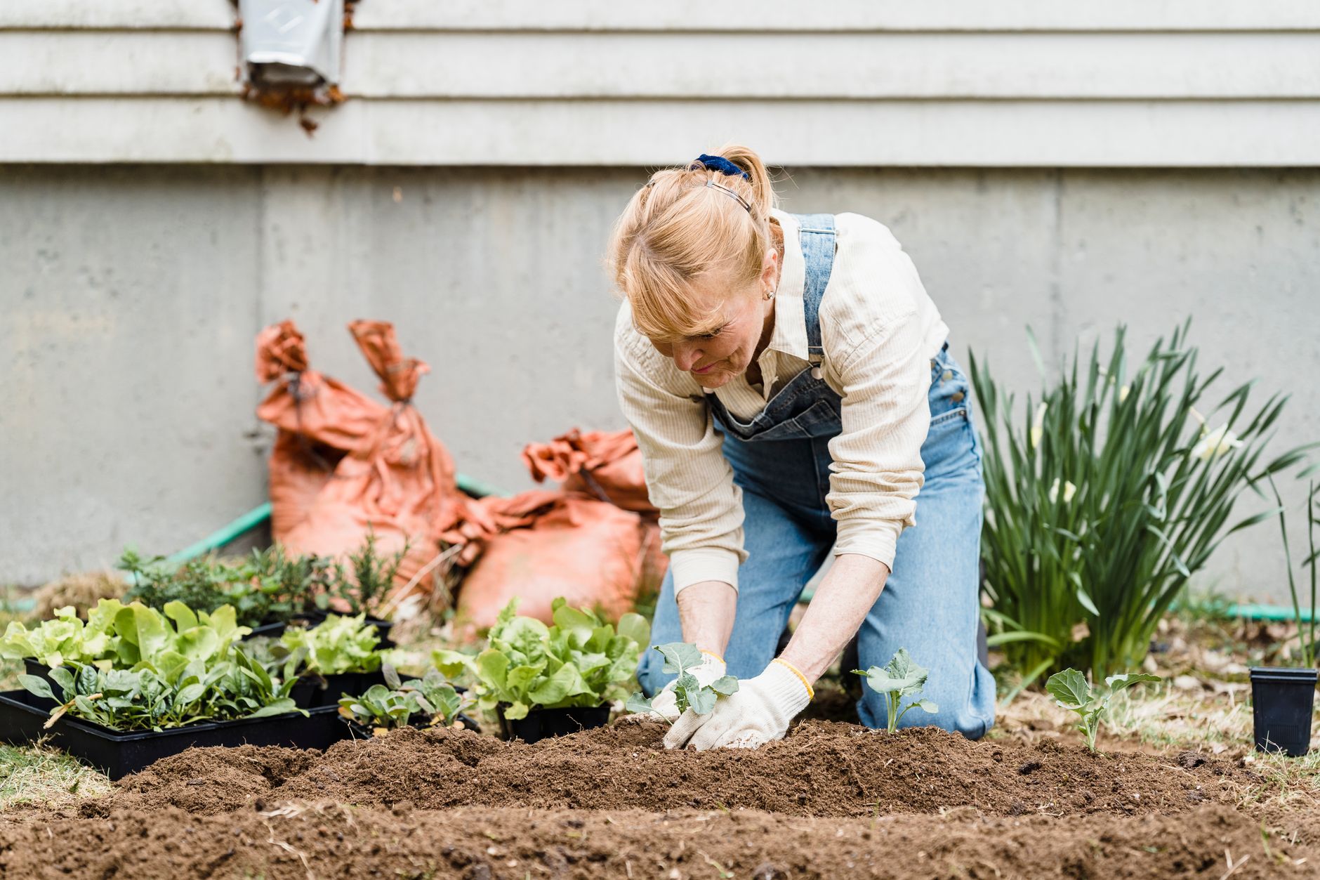 Transplanting a Brussels sprouts seedling