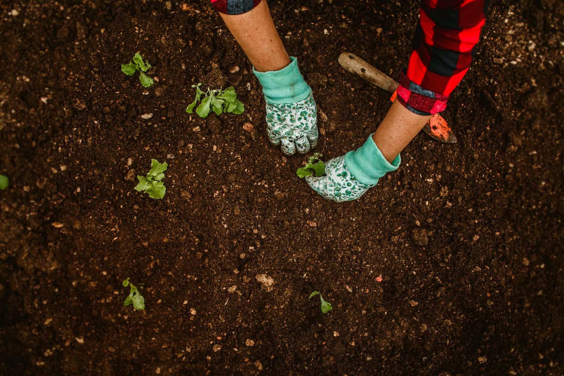 Transplanting a cabbage seedling