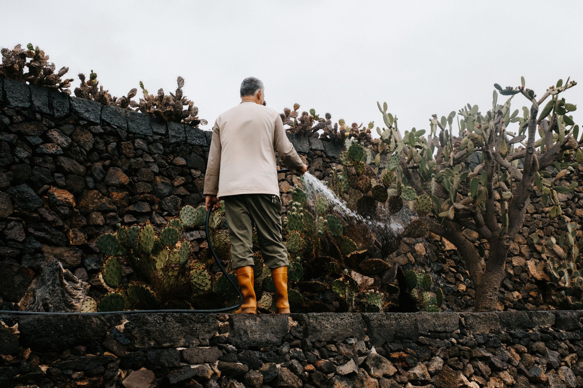 Watering cabbage plants