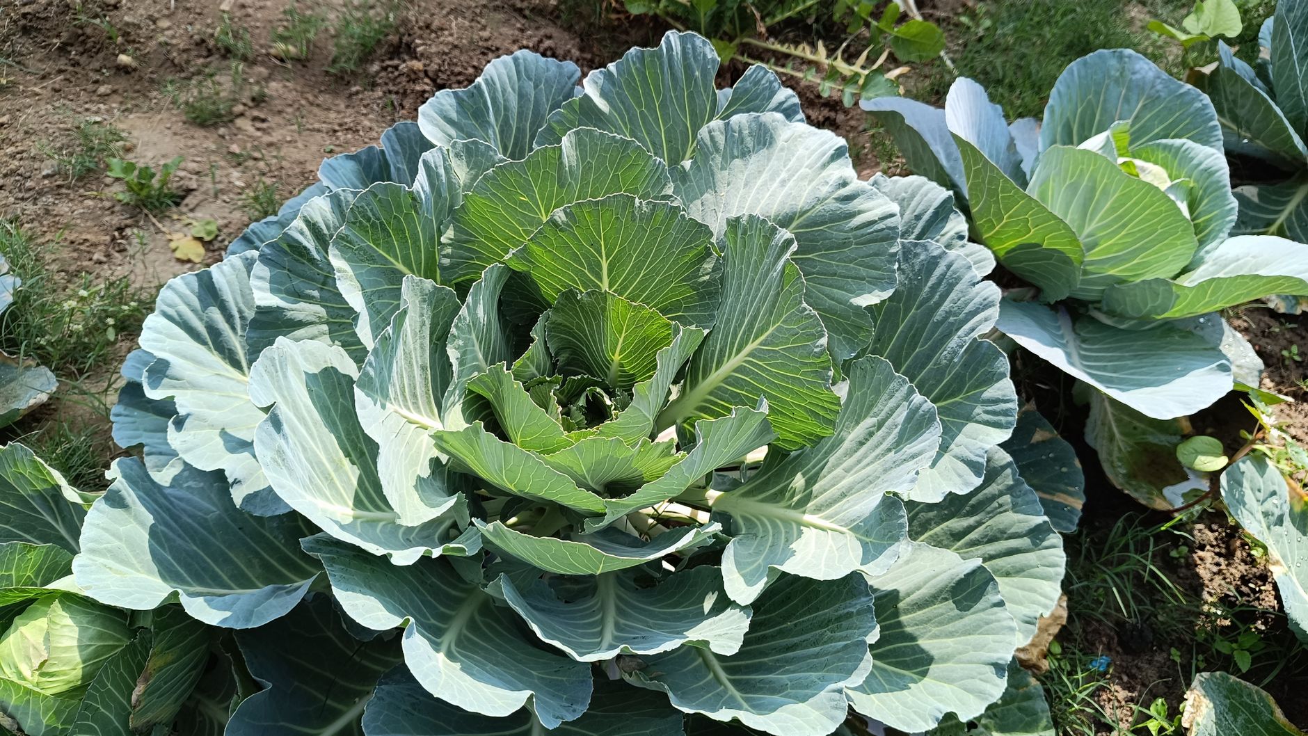 Pest damage on cabbage leaves