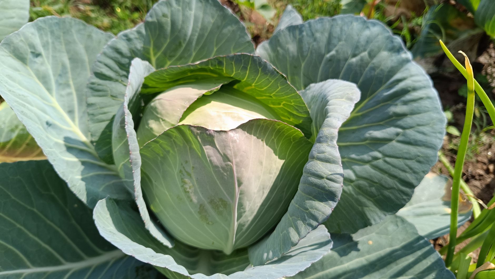 Harvesting a cabbage head