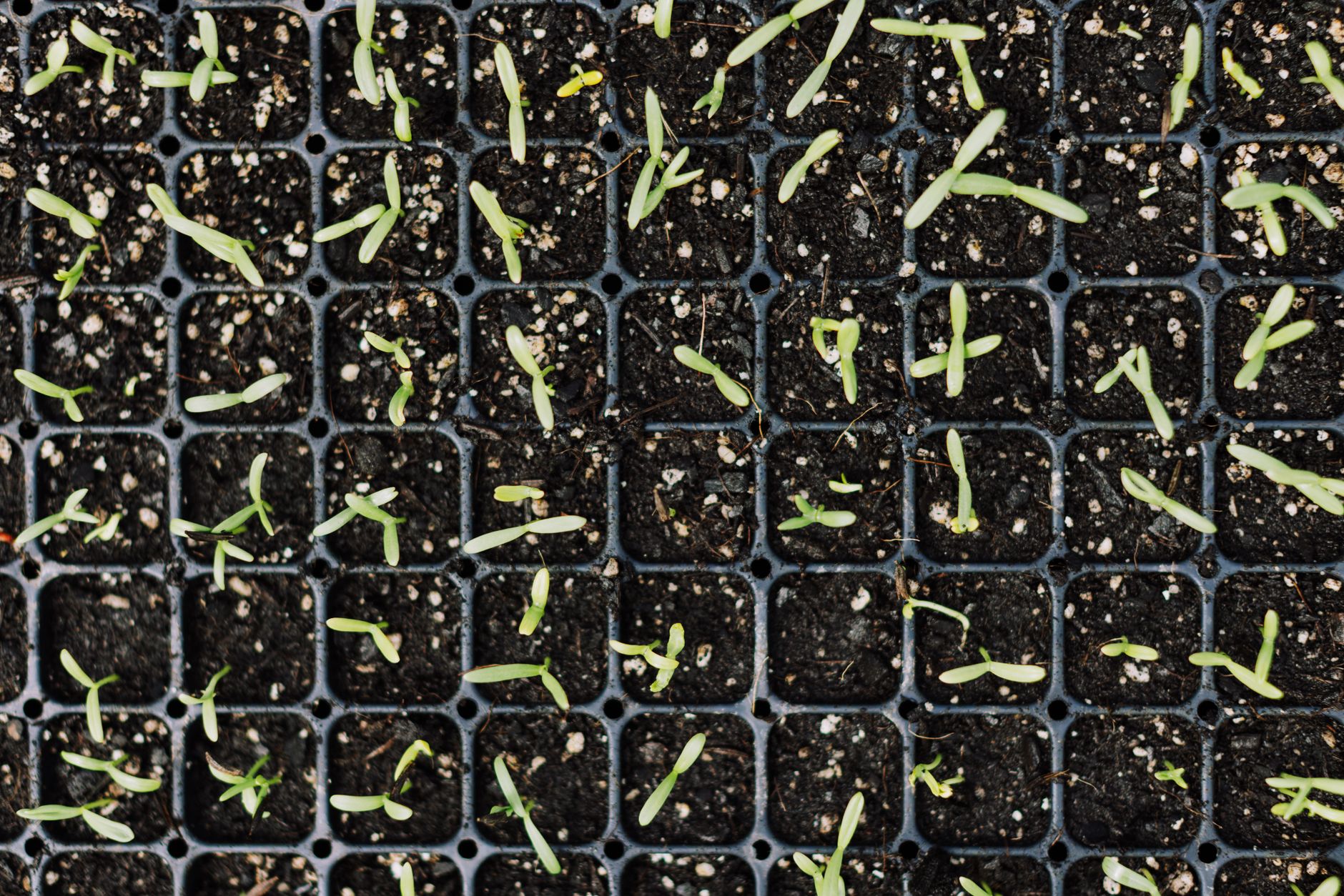 Thinning carrot seedlings in a container