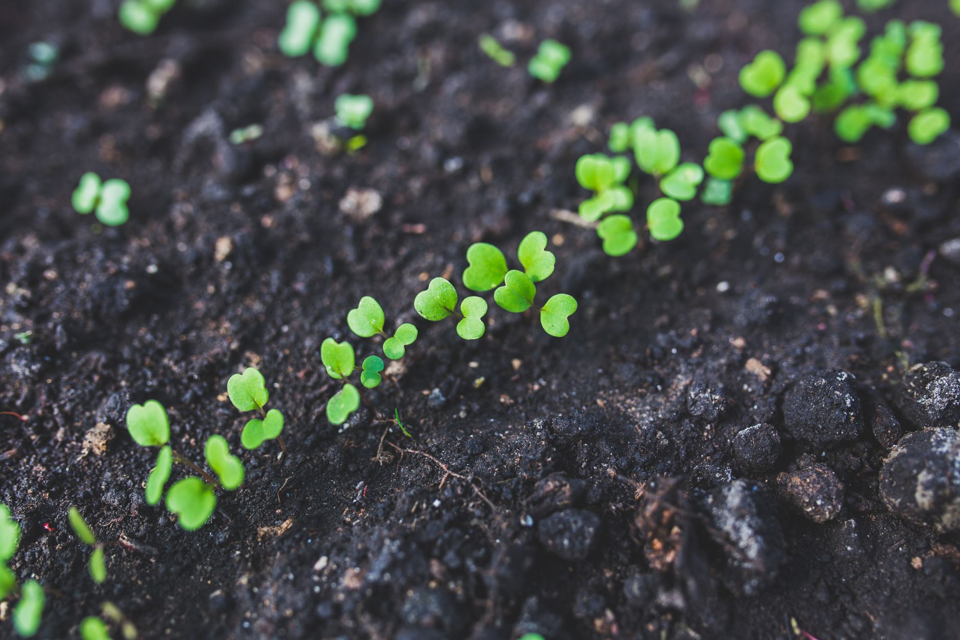 Thinning carrot seedlings