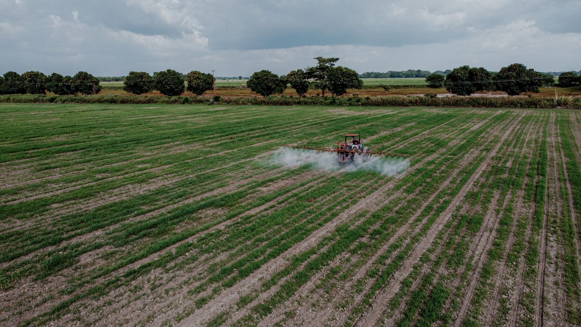 Watering carrot rows