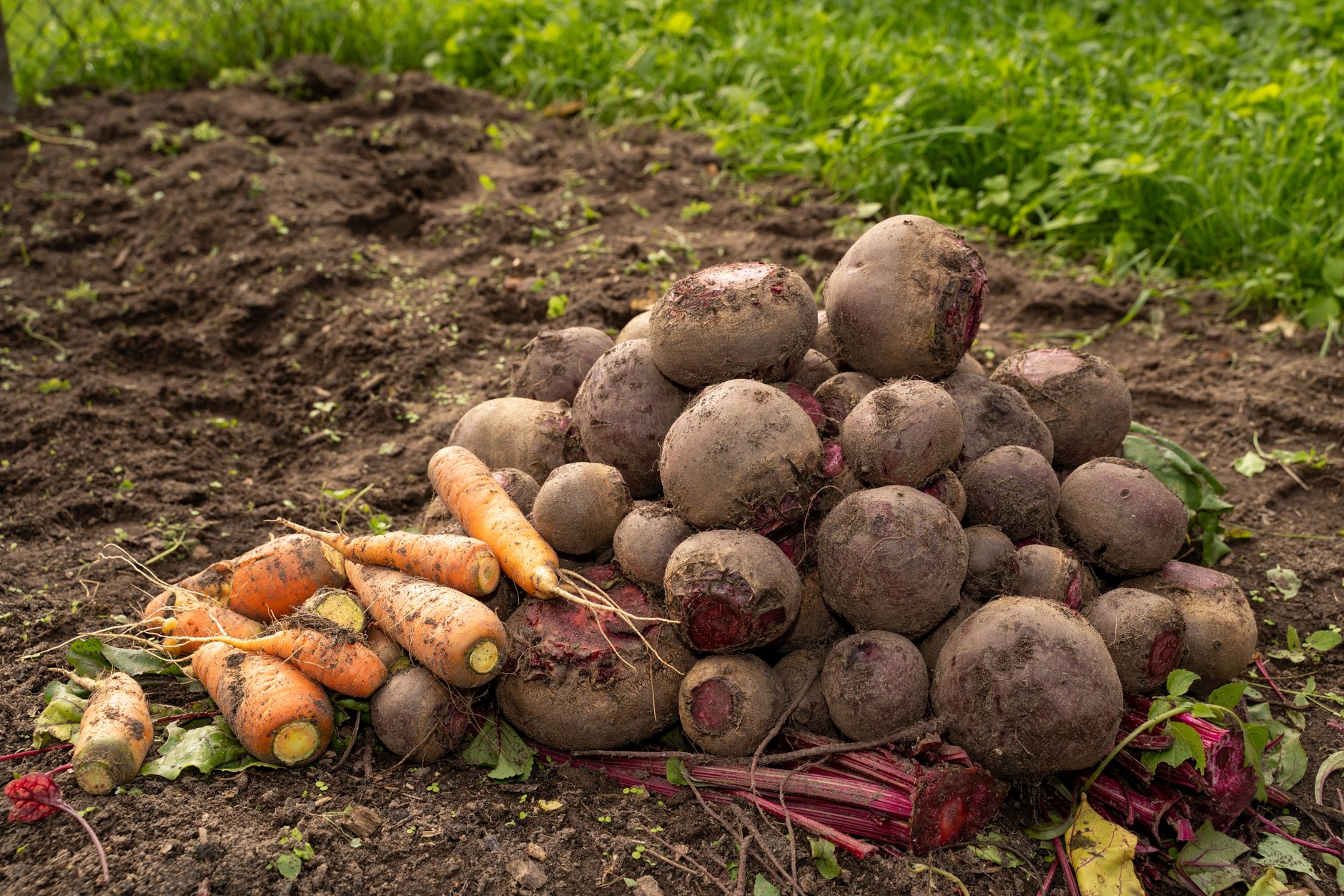 Pulling a carrot from the soil