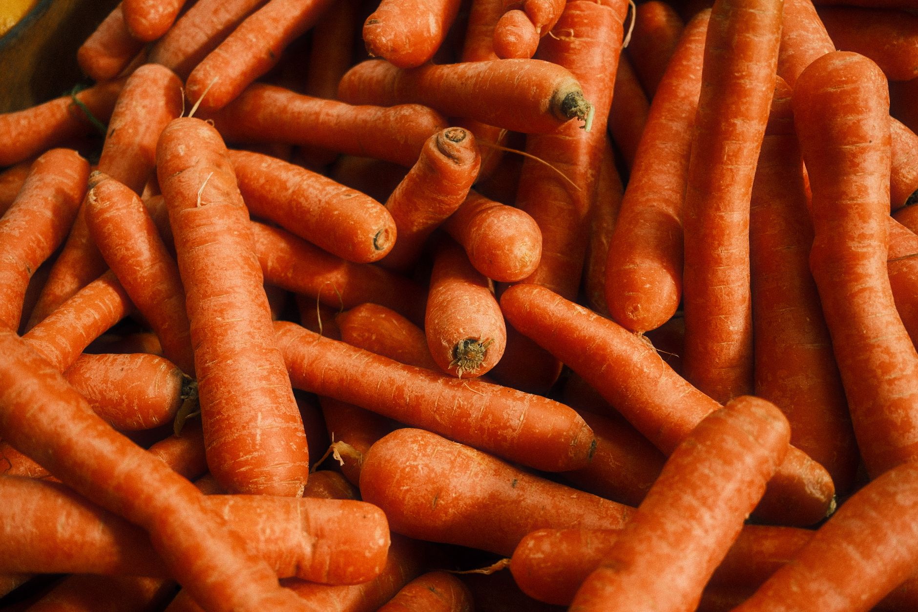 Preparing carrots for storage