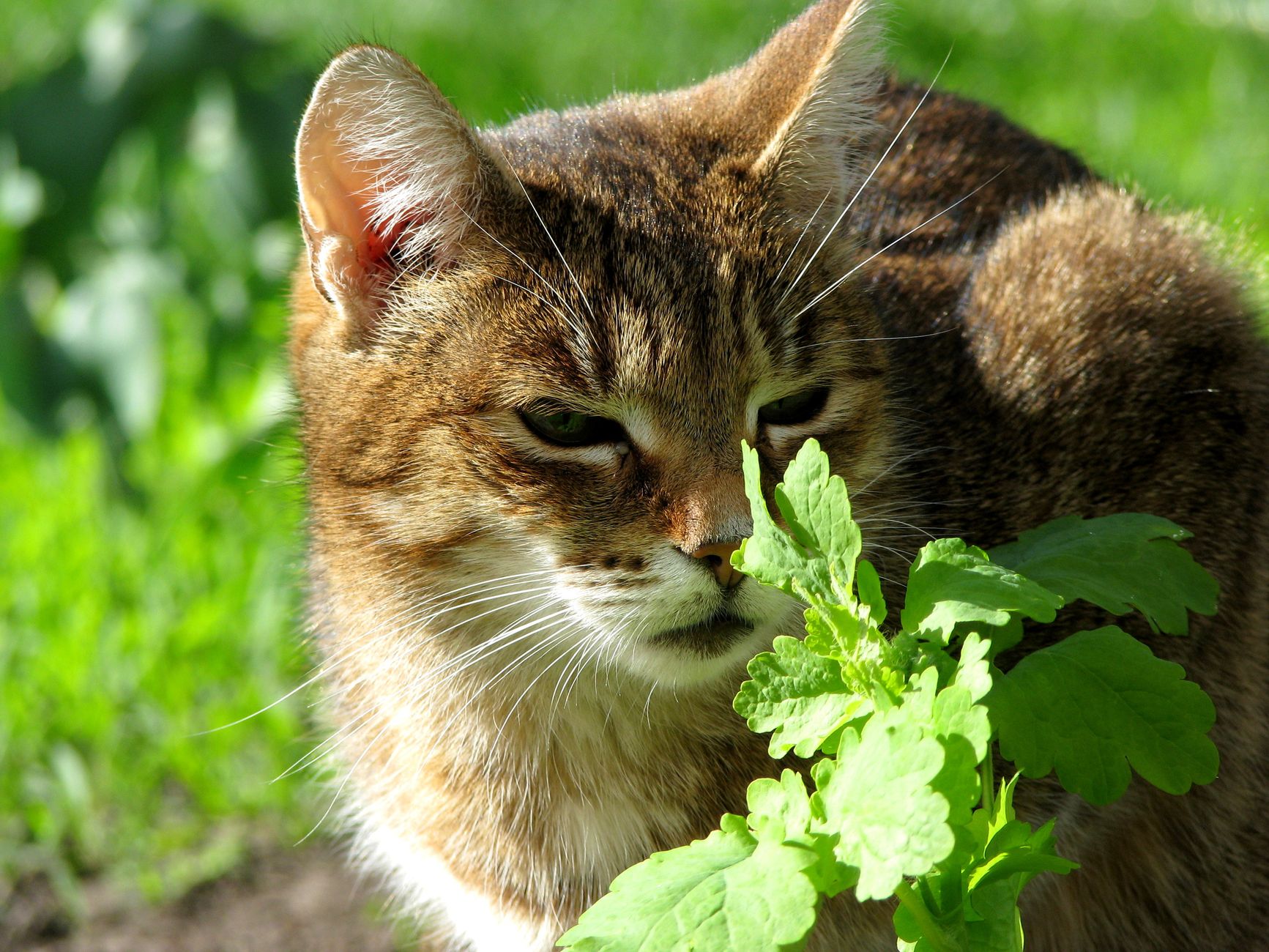 Catnip location