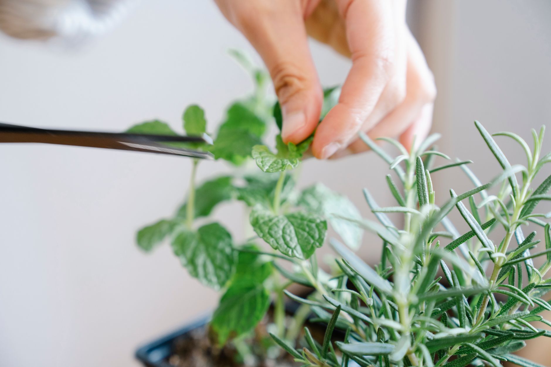 Catnip pruning