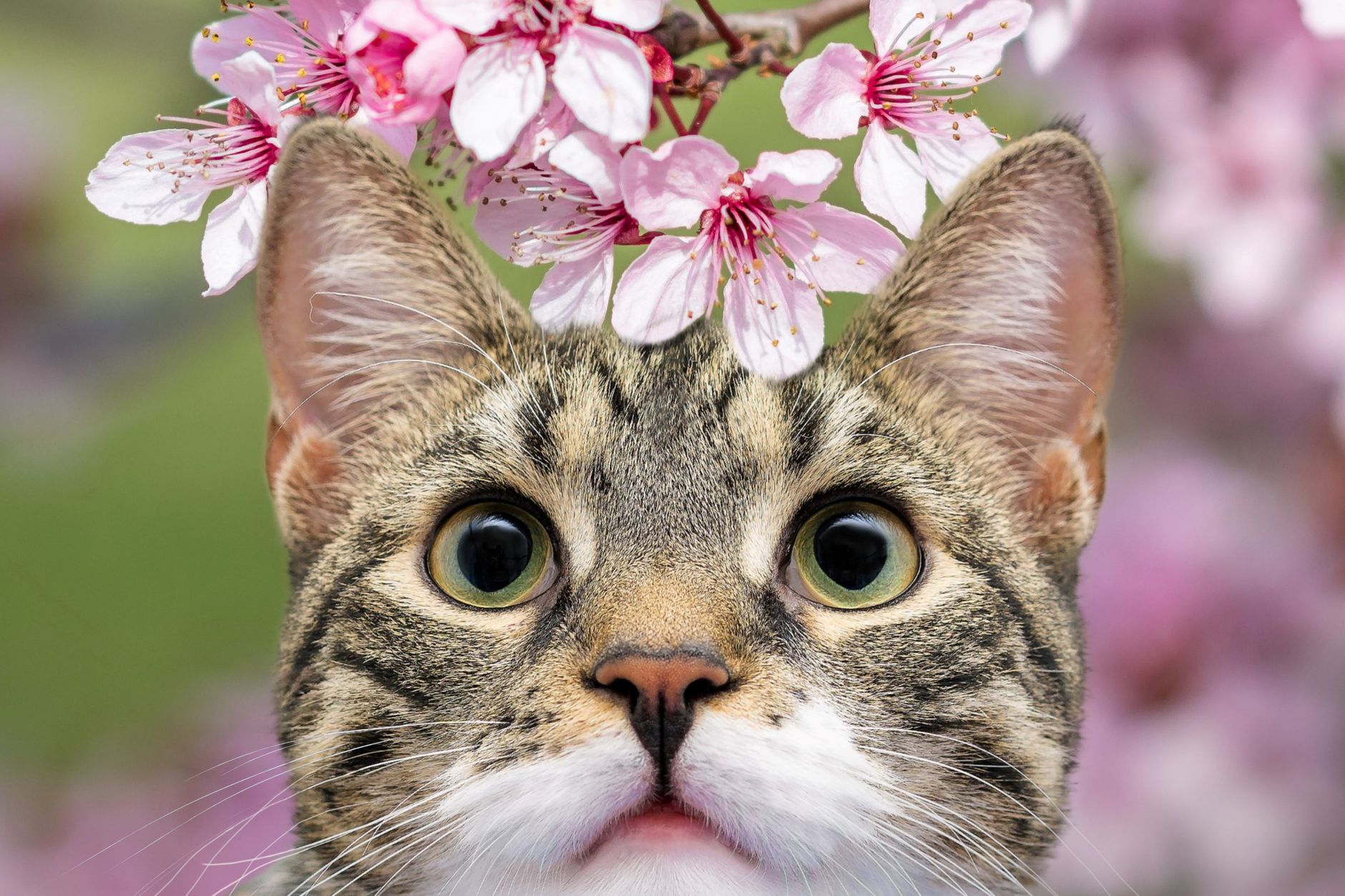 Catnip troubleshooting