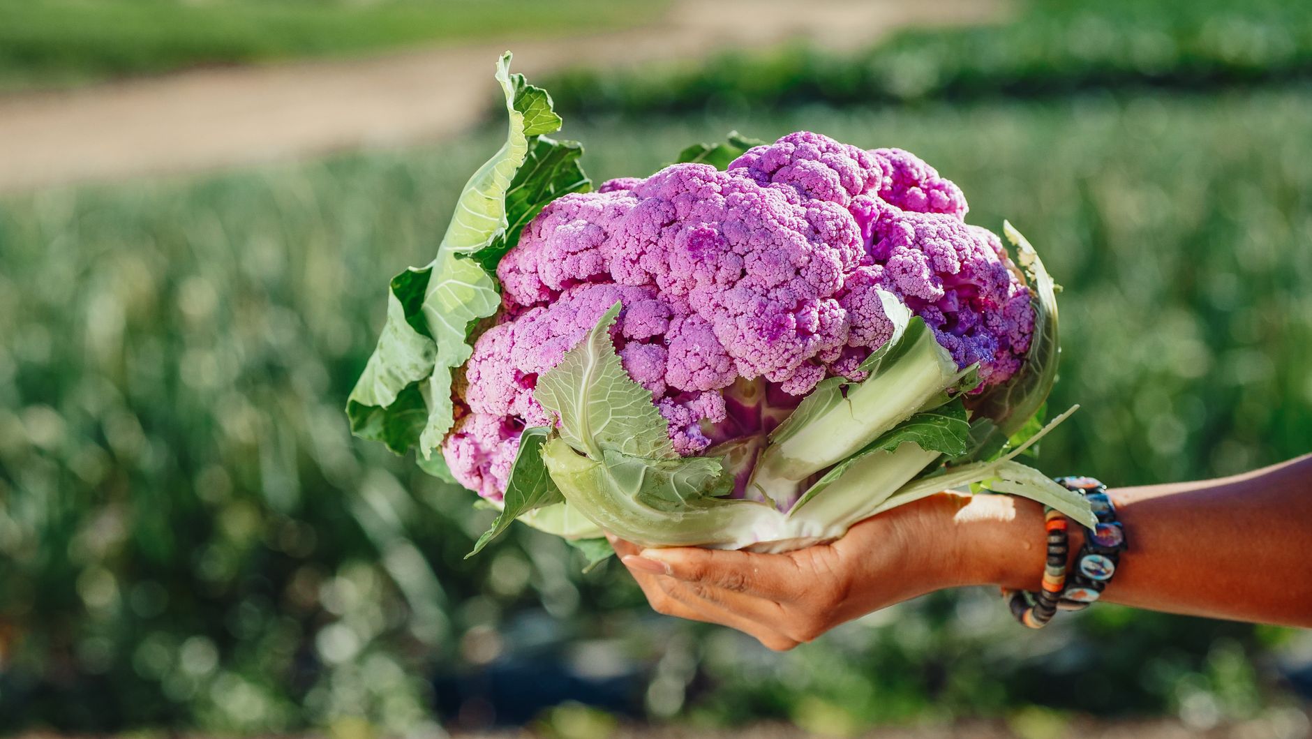 Transplanting cauliflower in cool weather