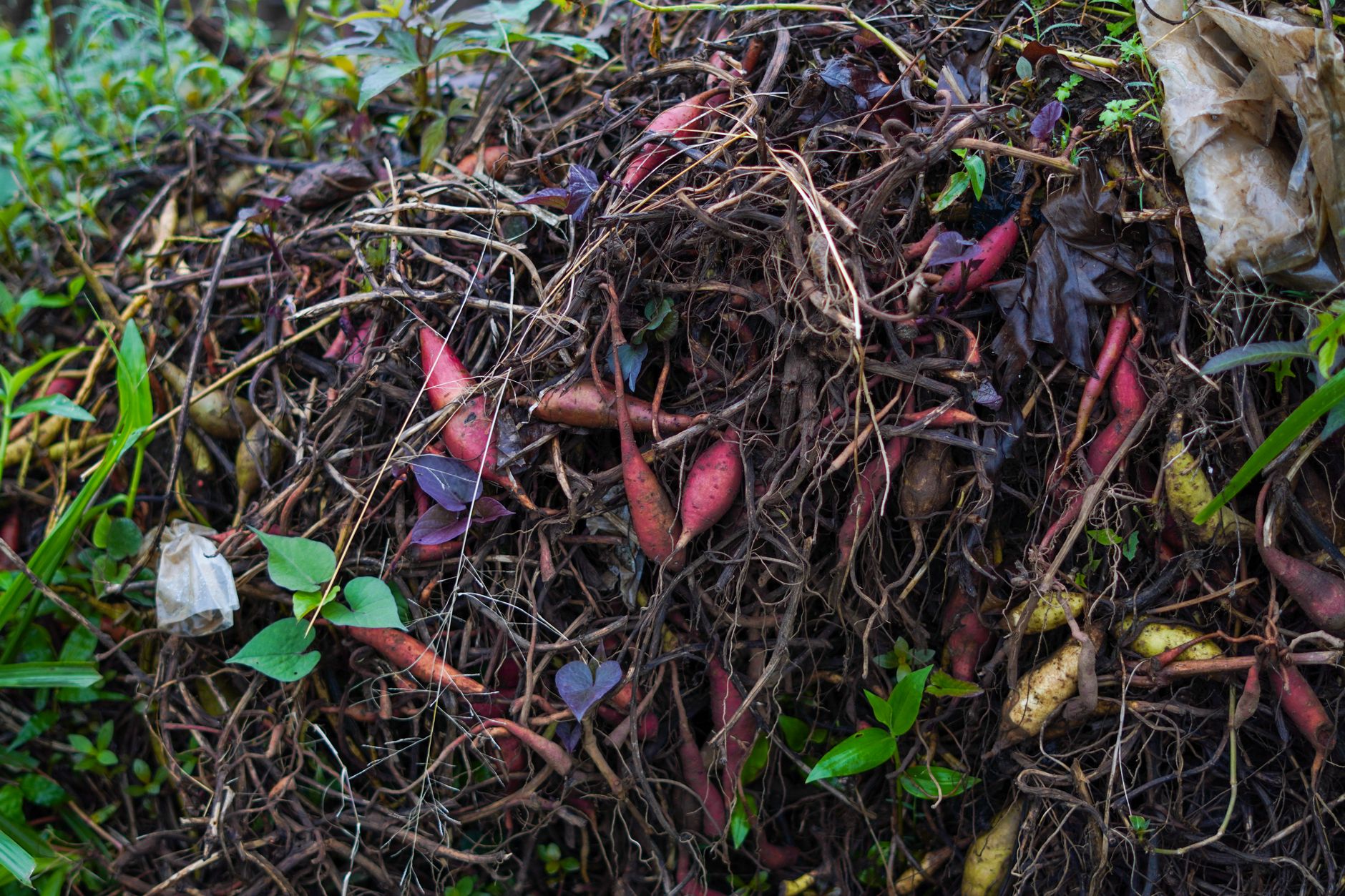 Rich soil prepared for celery