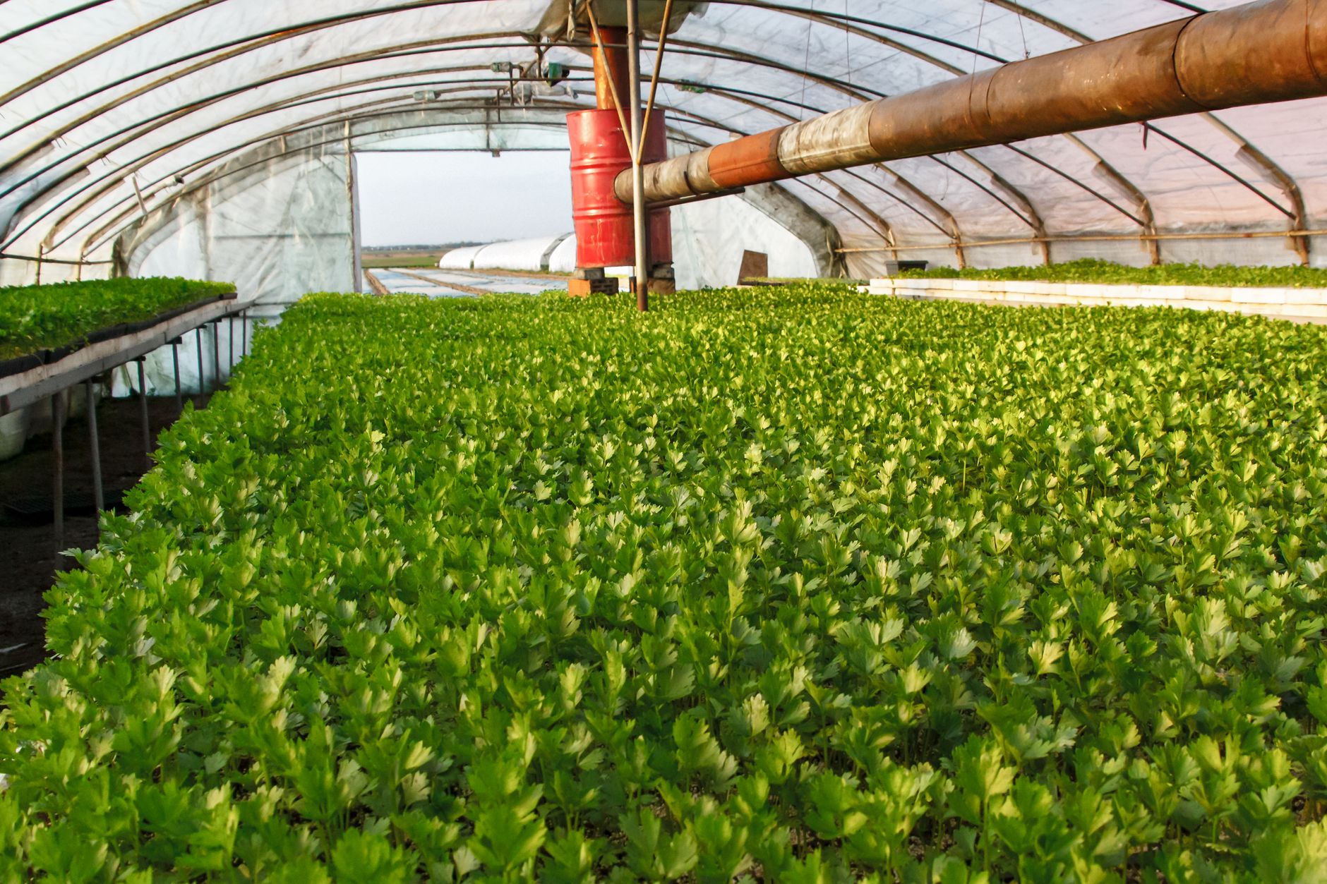Celery stalks with blanching collars
