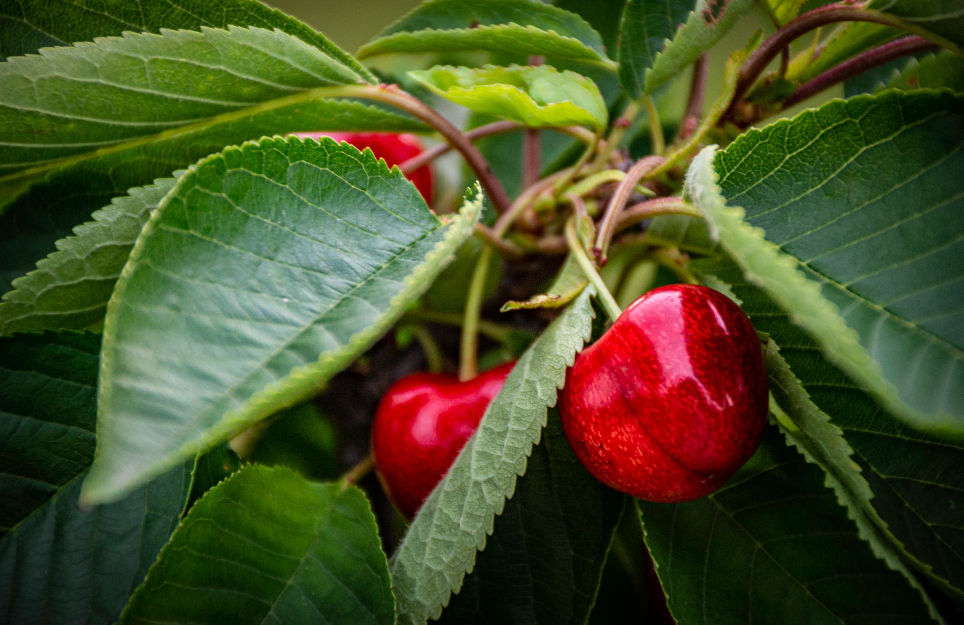 Cherry planting site