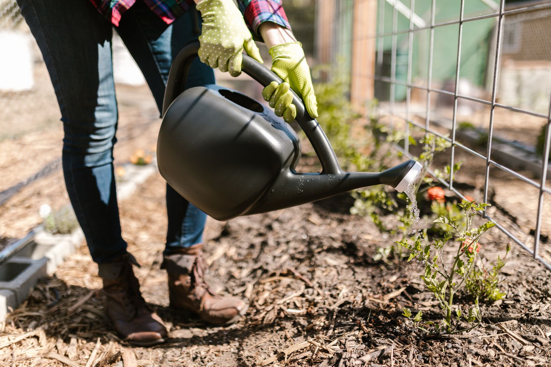Watering and mulching