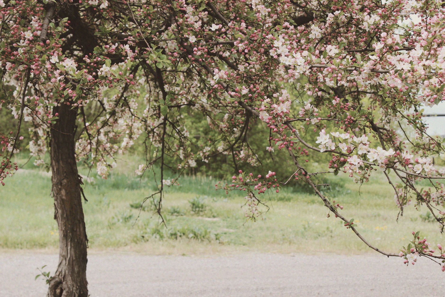 Fertilizing cherries