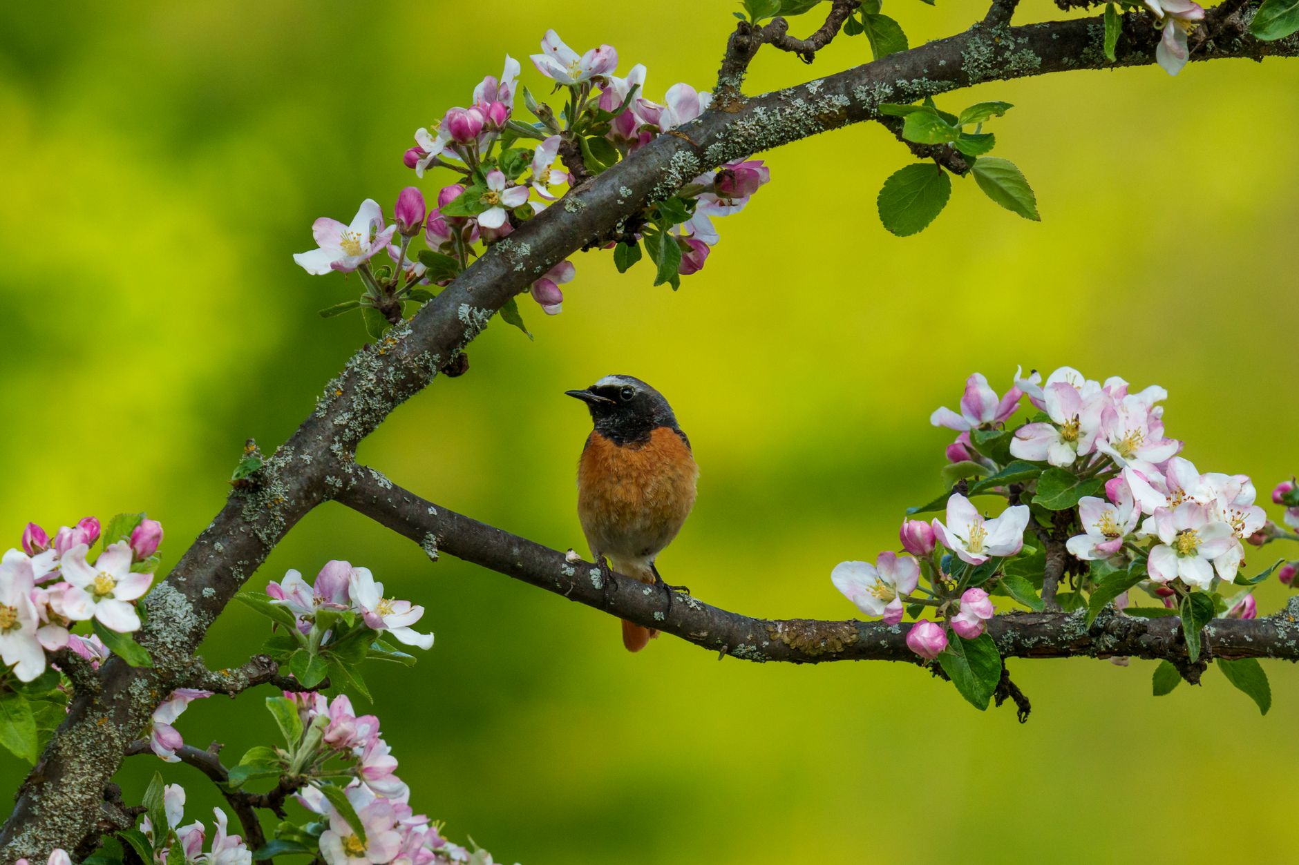Cherry pest protection