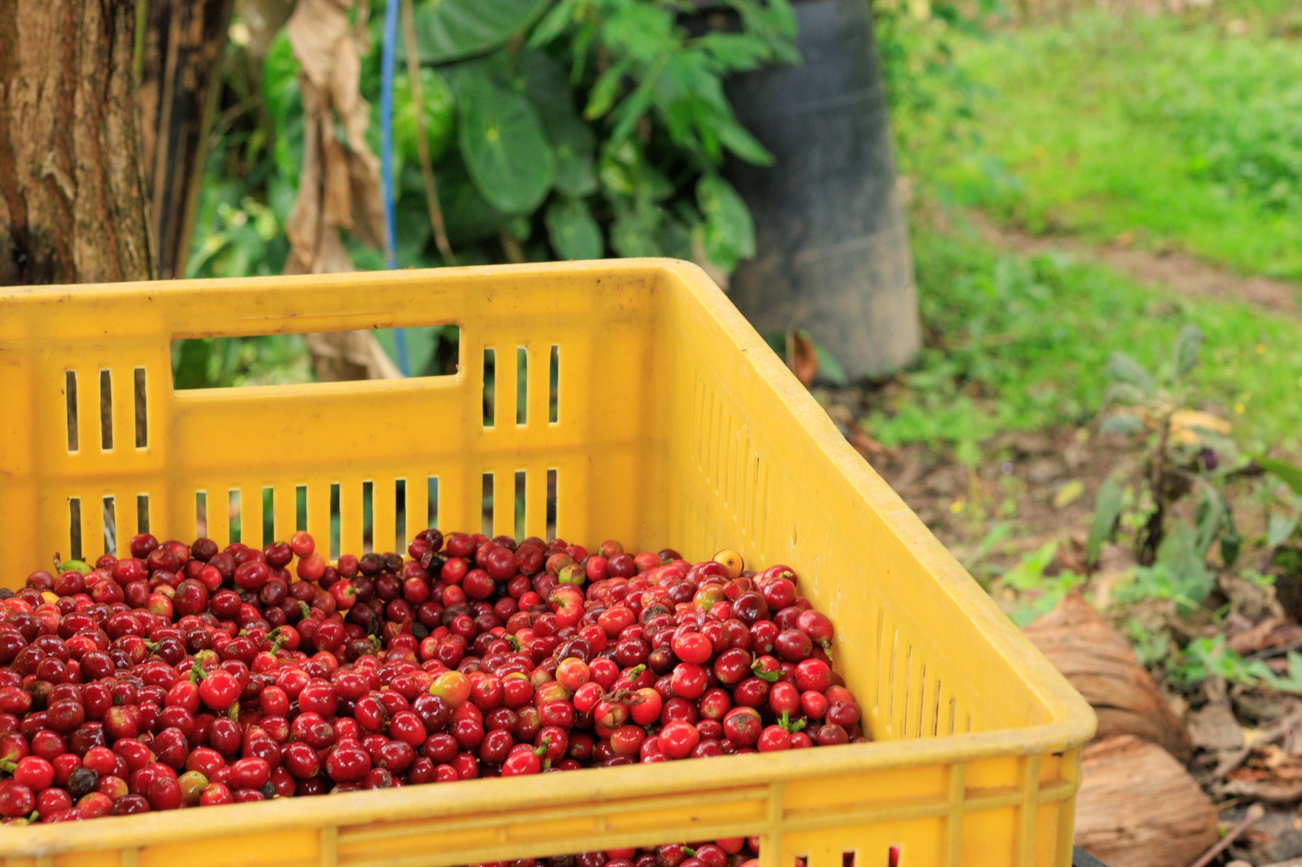 Harvesting cherries