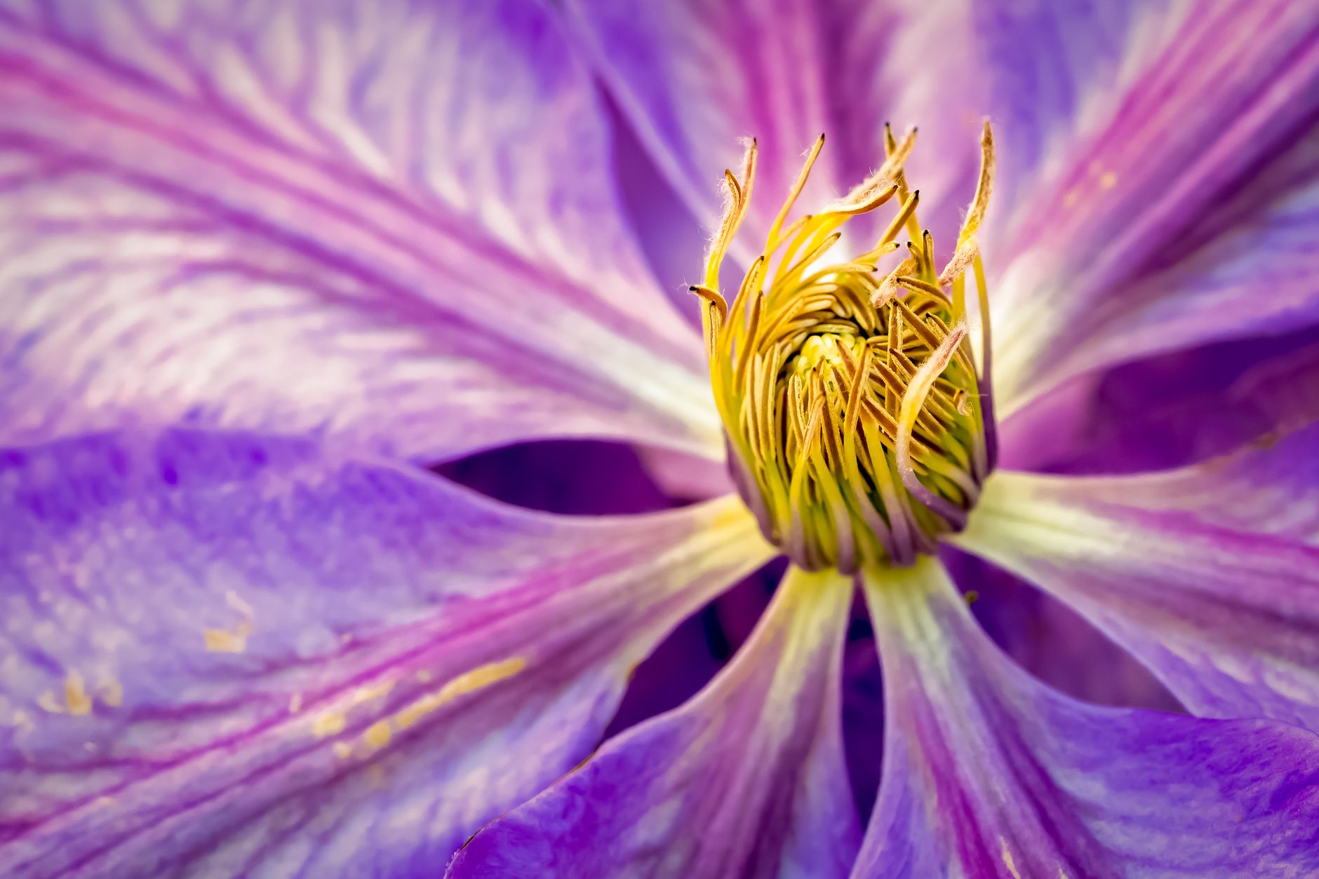 Clematis varieties