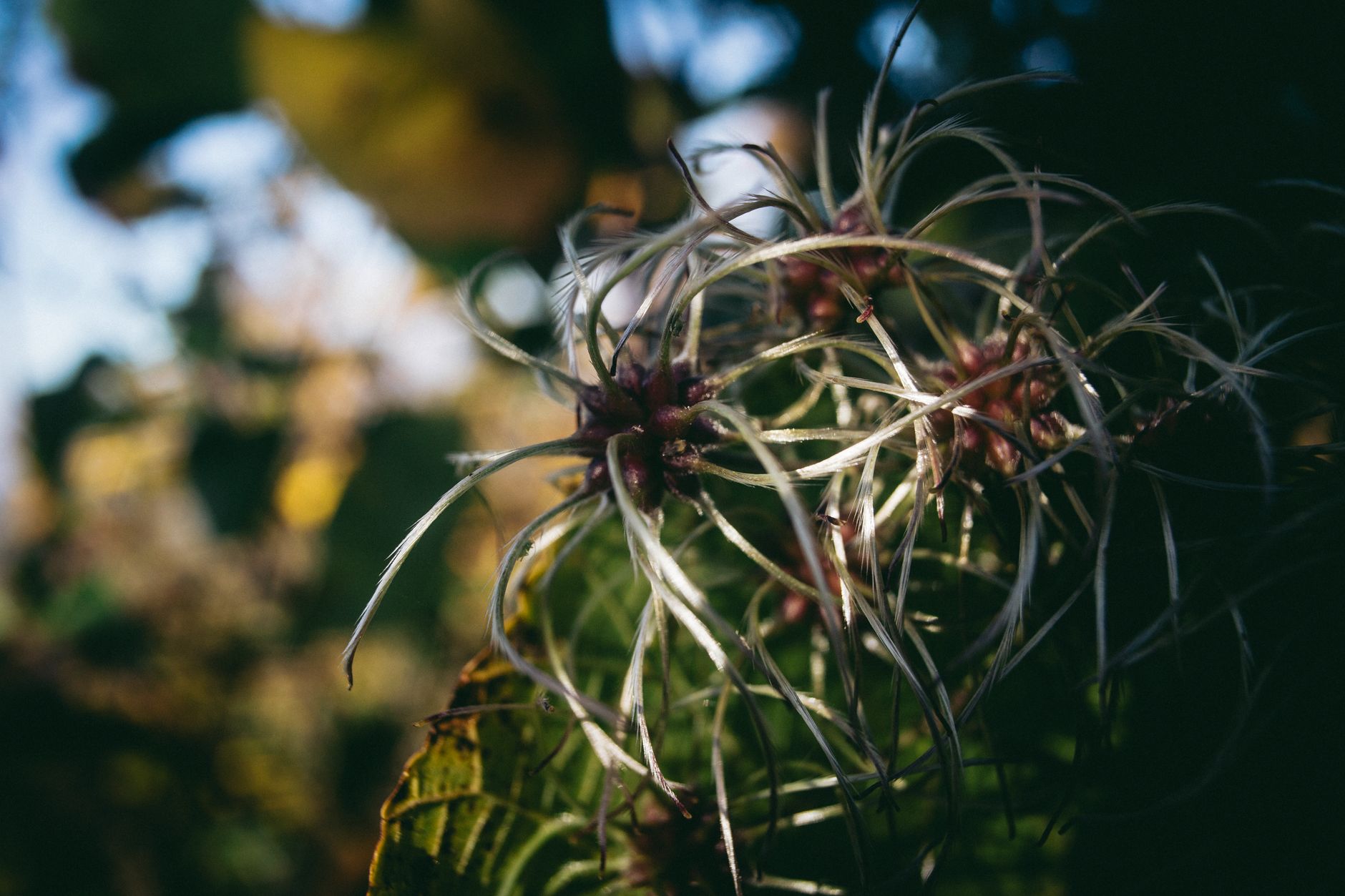 Planting clematis