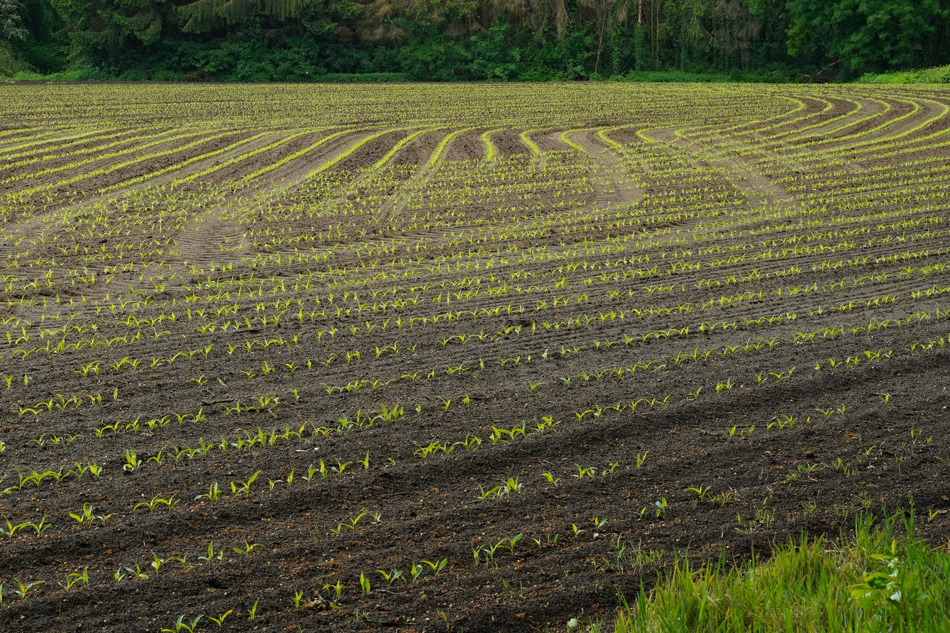 Corn planted in a block pattern