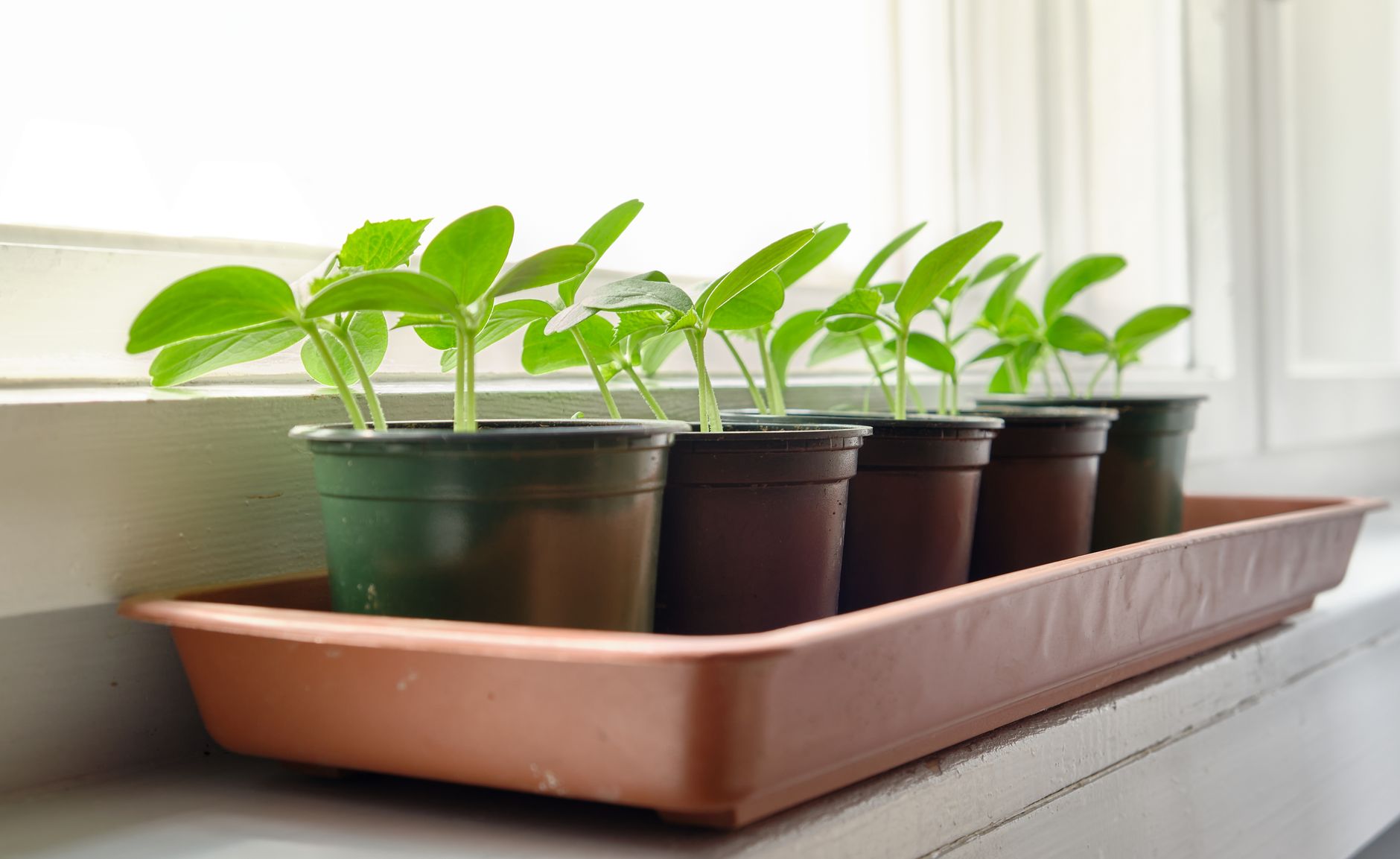 Young corn seedlings emerging