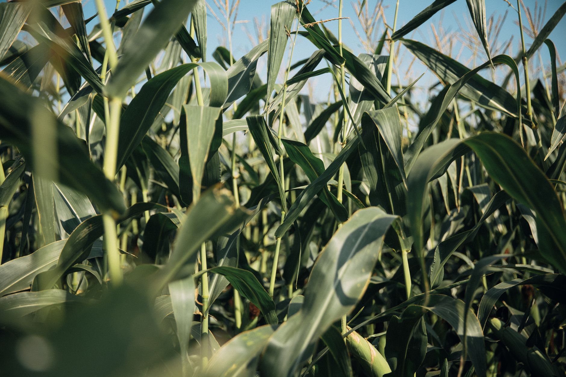 Fertilizing corn plants