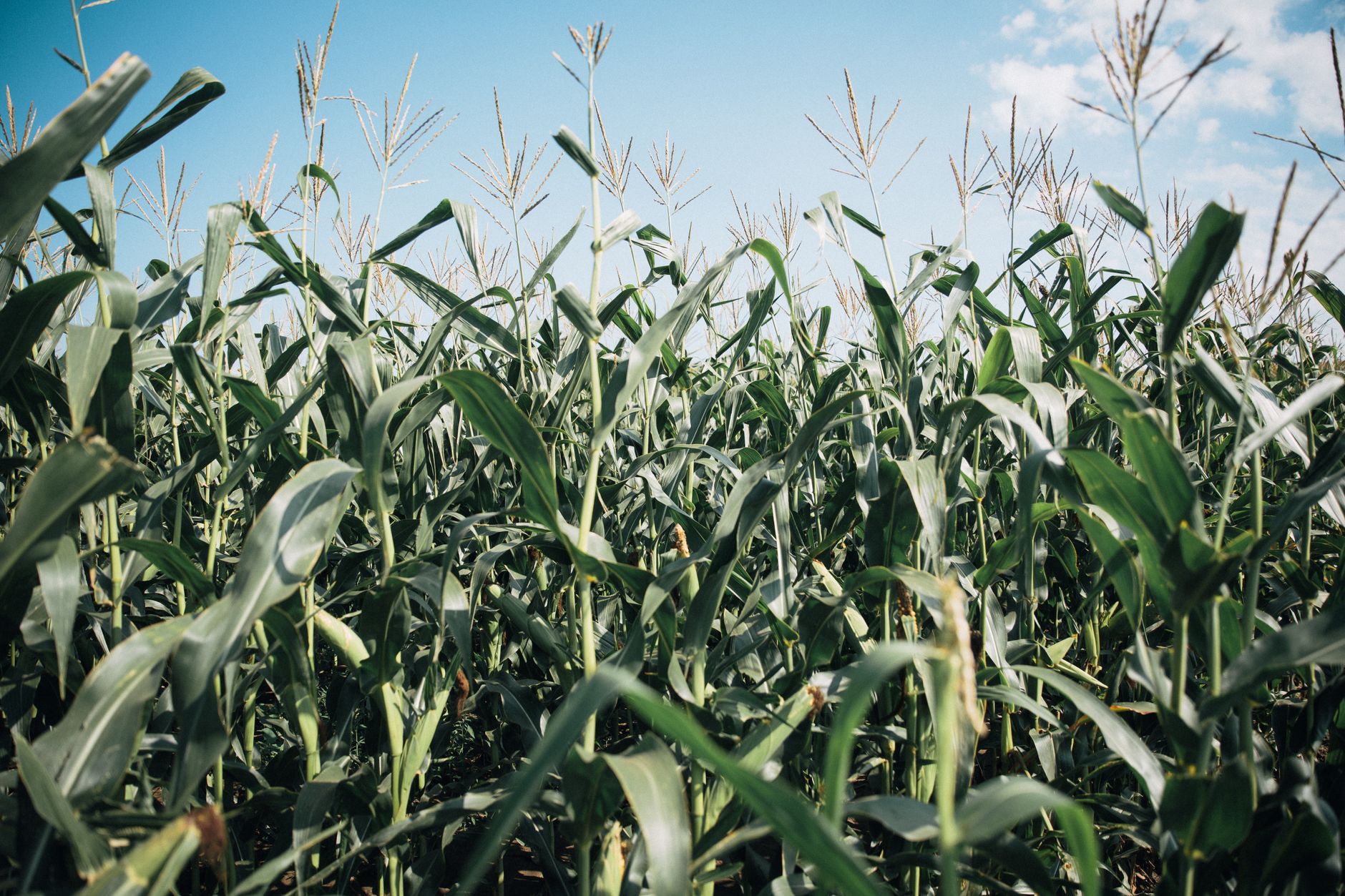 Side-dressing corn at knee-high stage