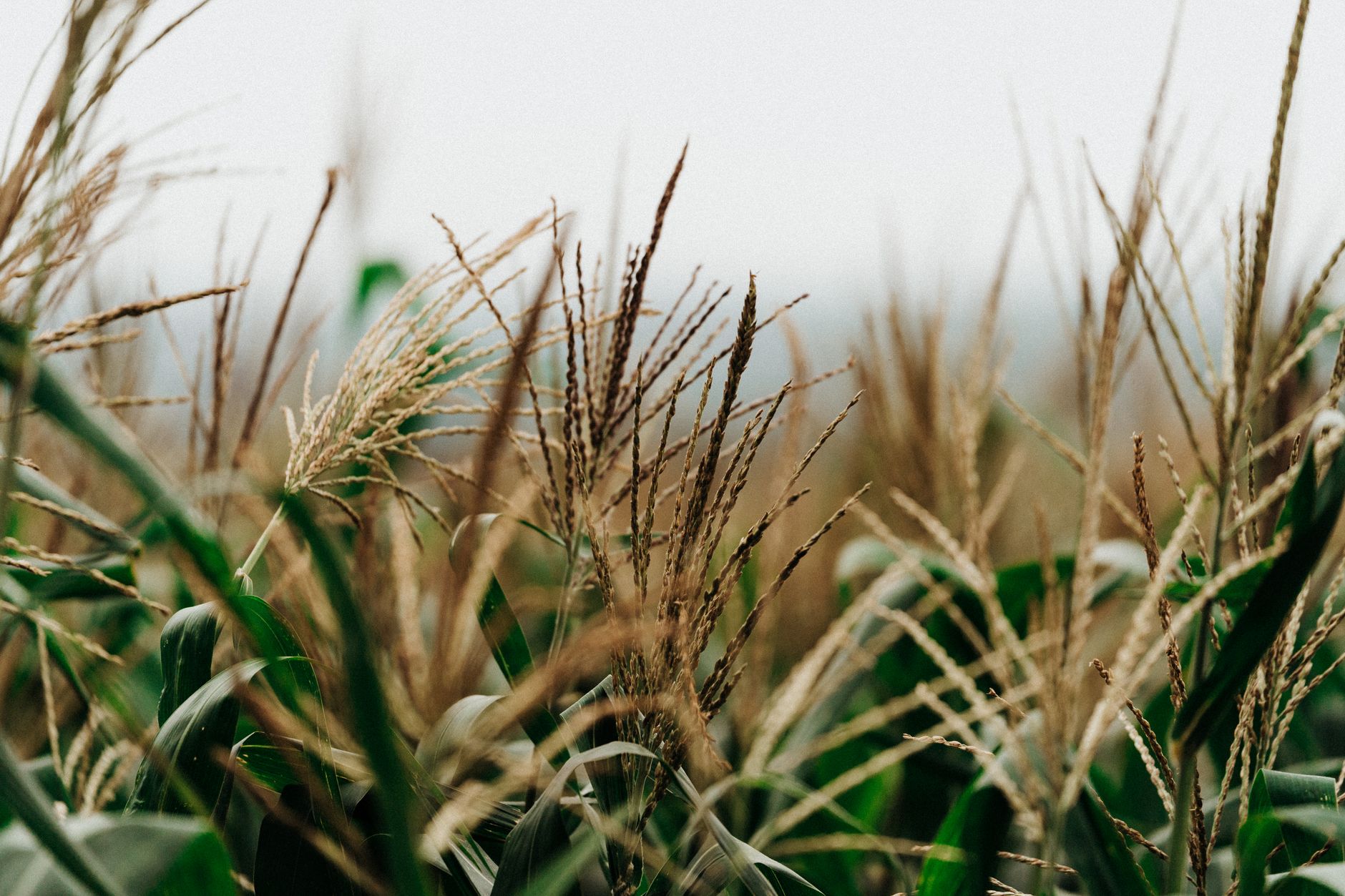 Corn tassels and silks up close