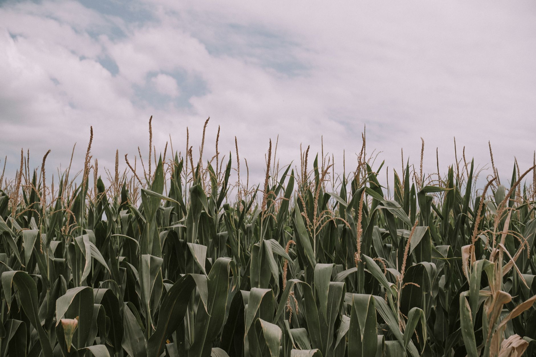 Sturdy corn stalks in the garden