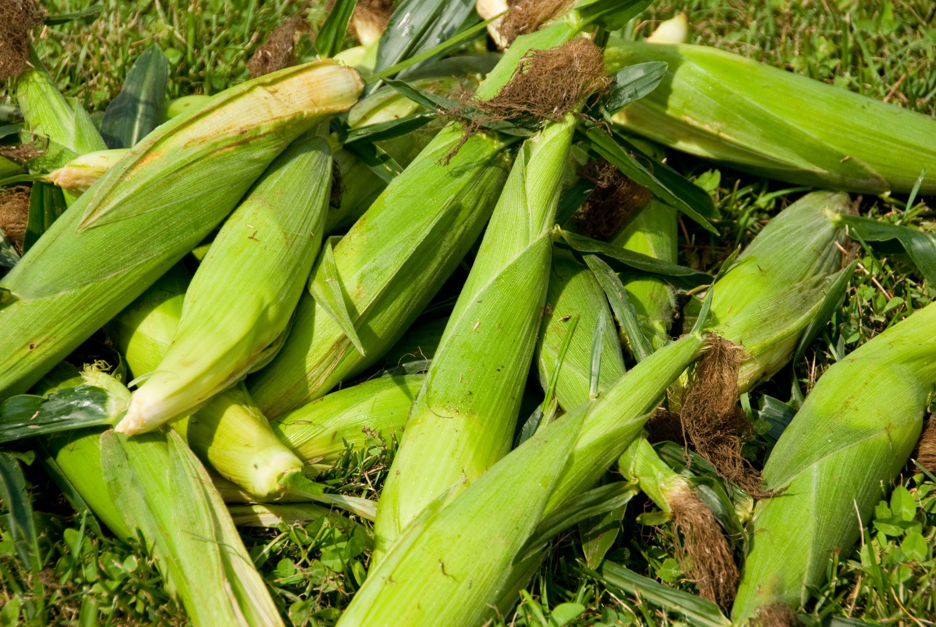 Corn earworm damage on an ear tip