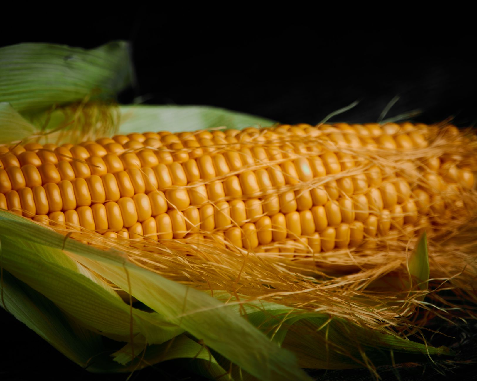 Checking corn ear ripeness before harvest
